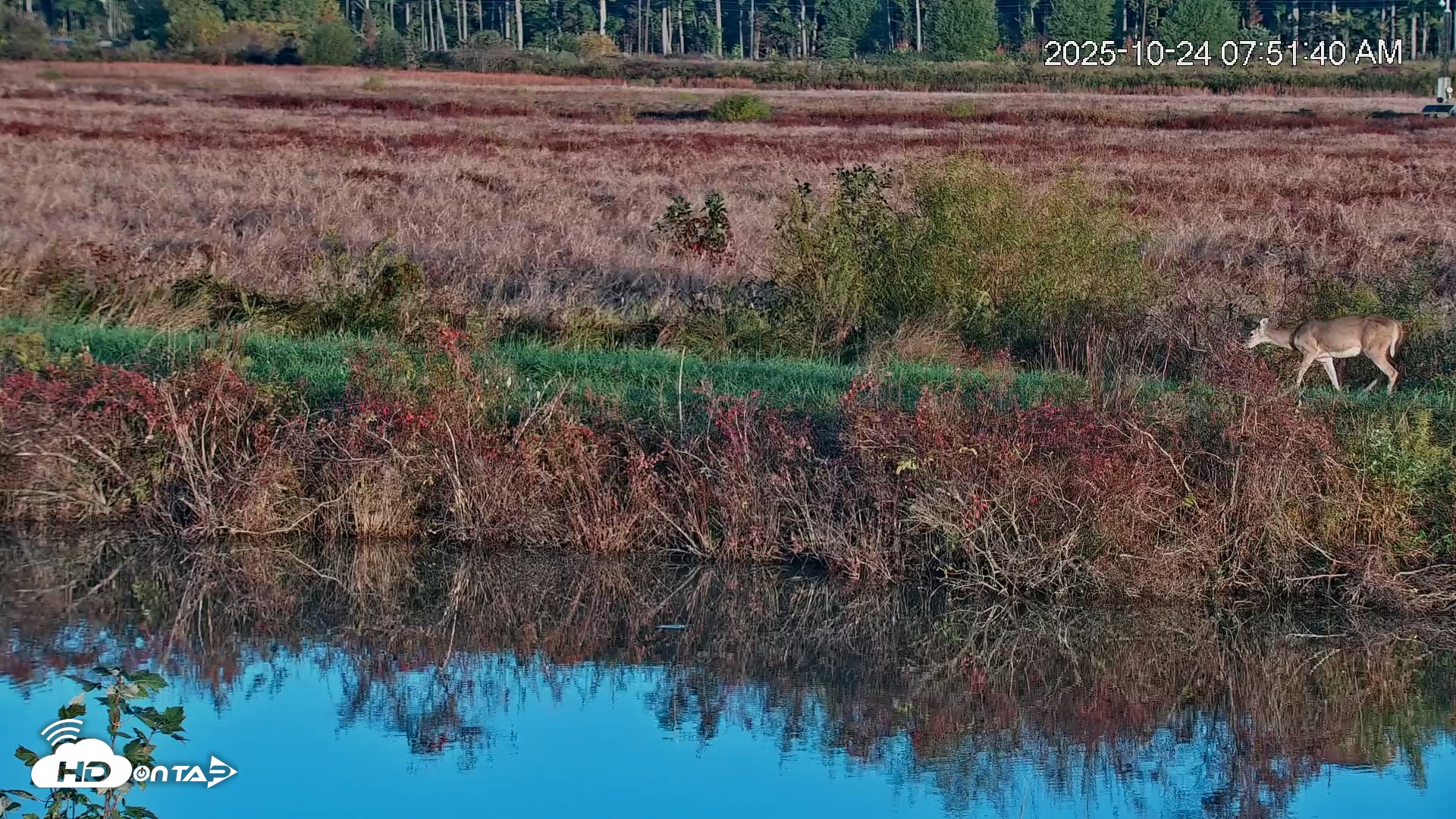 Snapshot of Blackwater Wildlife Refuge Osprey River Platform Live Cam taken Oct 24, 2025, 7:53am EDT