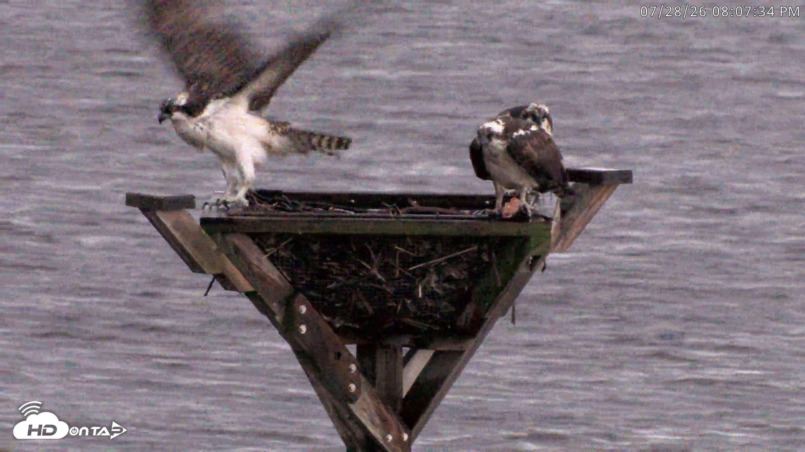 Snapshot of Blackwater Wildlife Refuge Osprey River Platform Live Cam taken Jul 28, 2026, 8:08pm EDT