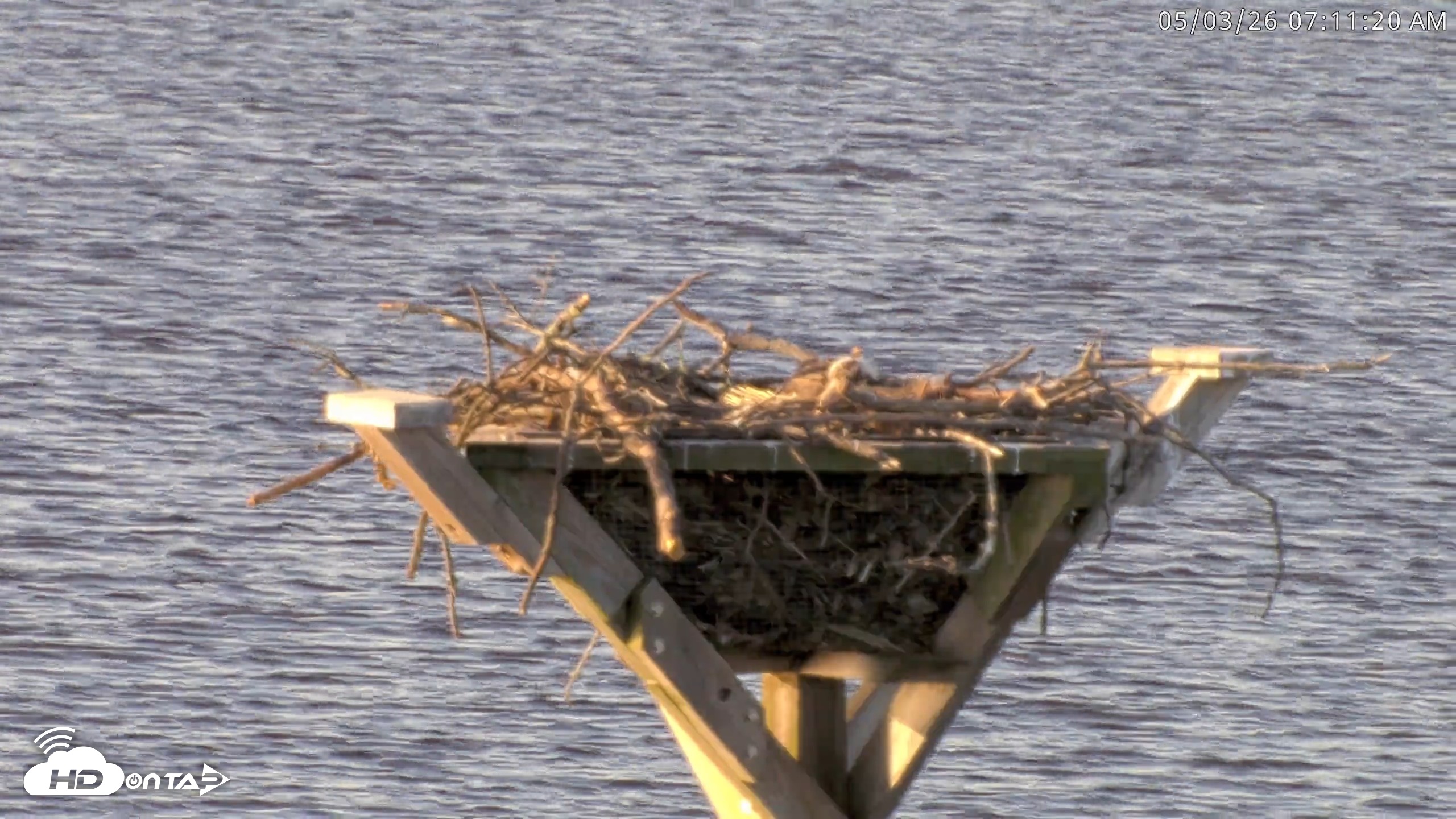 Snapshot of Blackwater Wildlife Refuge Osprey River Platform Live Cam taken May 3, 2026, 7:12am EDT