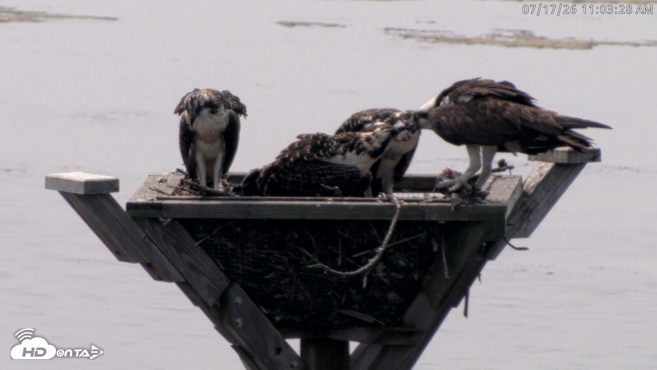Snapshot of Blackwater Wildlife Refuge Osprey River Platform Live Cam taken Jul 17, 2026, 11:04am EDT