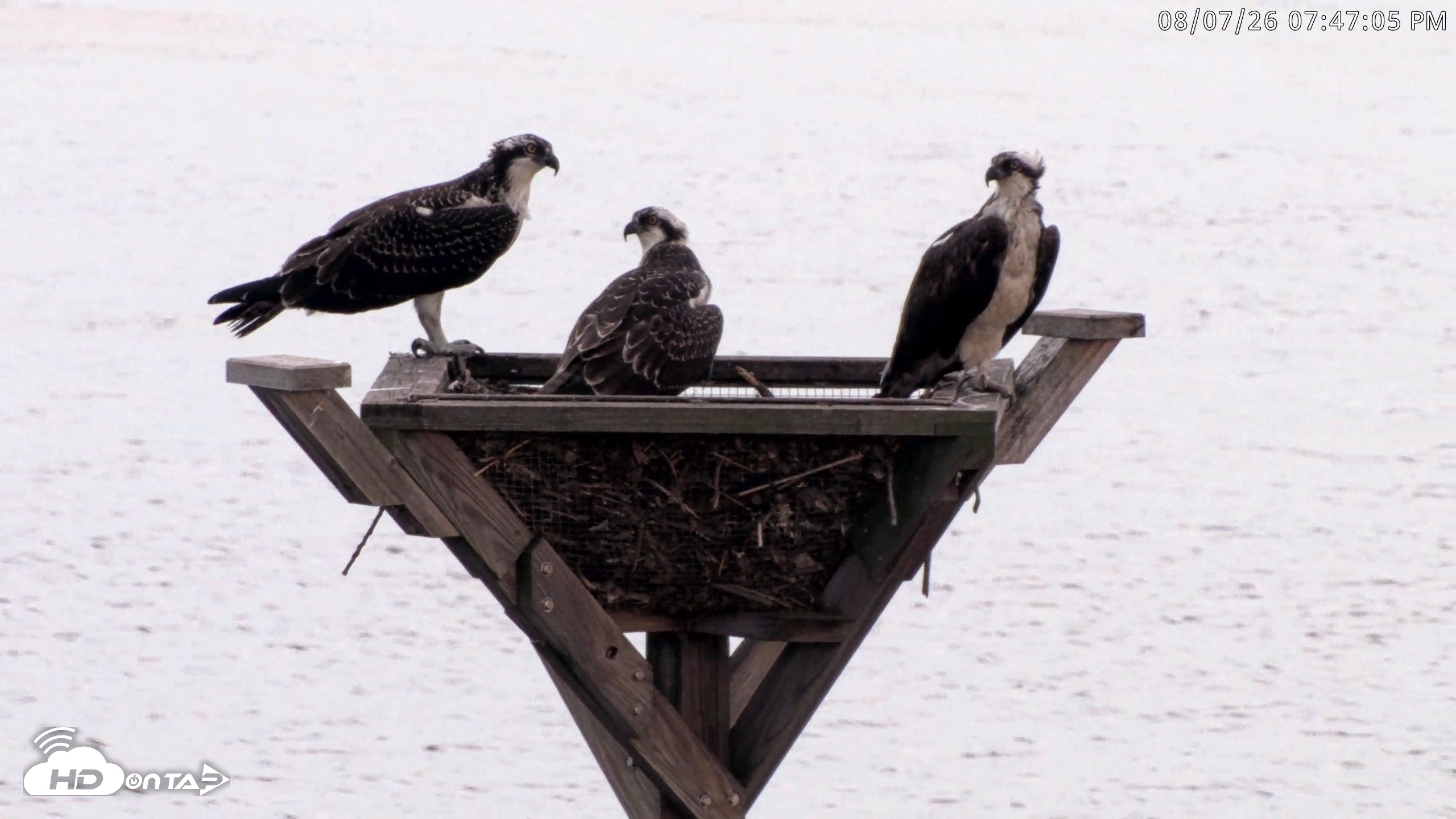 Snapshot of Blackwater Wildlife Refuge Osprey River Platform Live Cam taken Aug 7, 2026, 7:47pm EDT
