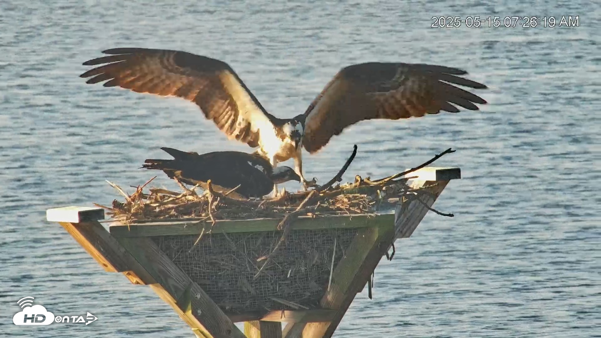 Snapshot of Blackwater Wildlife Refuge Osprey River Platform Live Cam taken May 15, 2025, 7:28am EDT