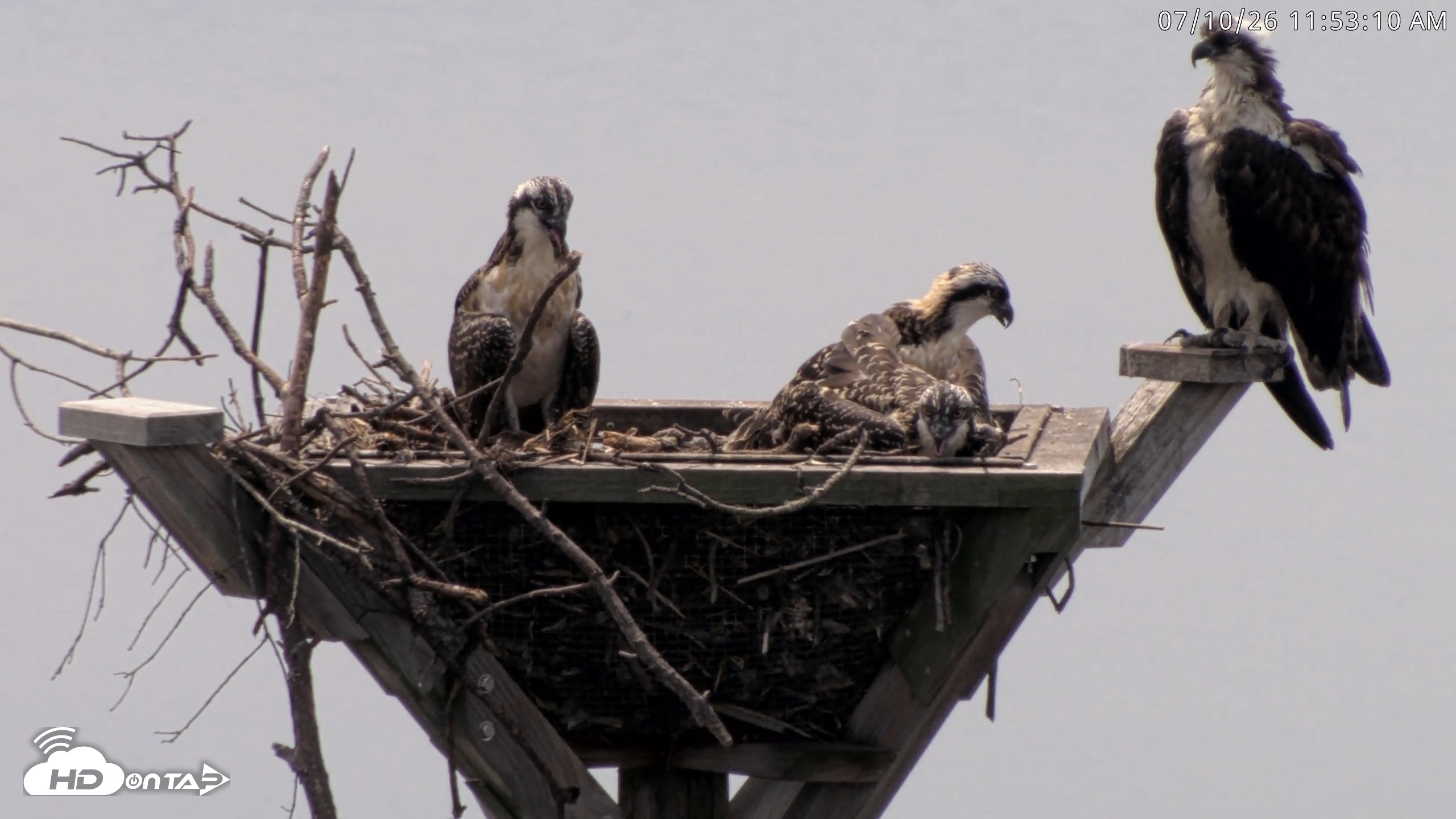Snapshot of Blackwater Wildlife Refuge Osprey River Platform Live Cam taken Jul 10, 2026, 11:53am EDT