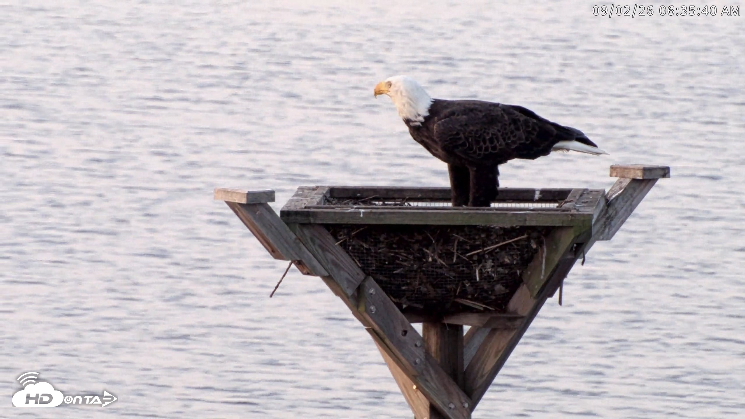 Snapshot of Blackwater Wildlife Refuge Osprey River Platform Live Cam taken Sep 2, 2026, 6:36am EDT