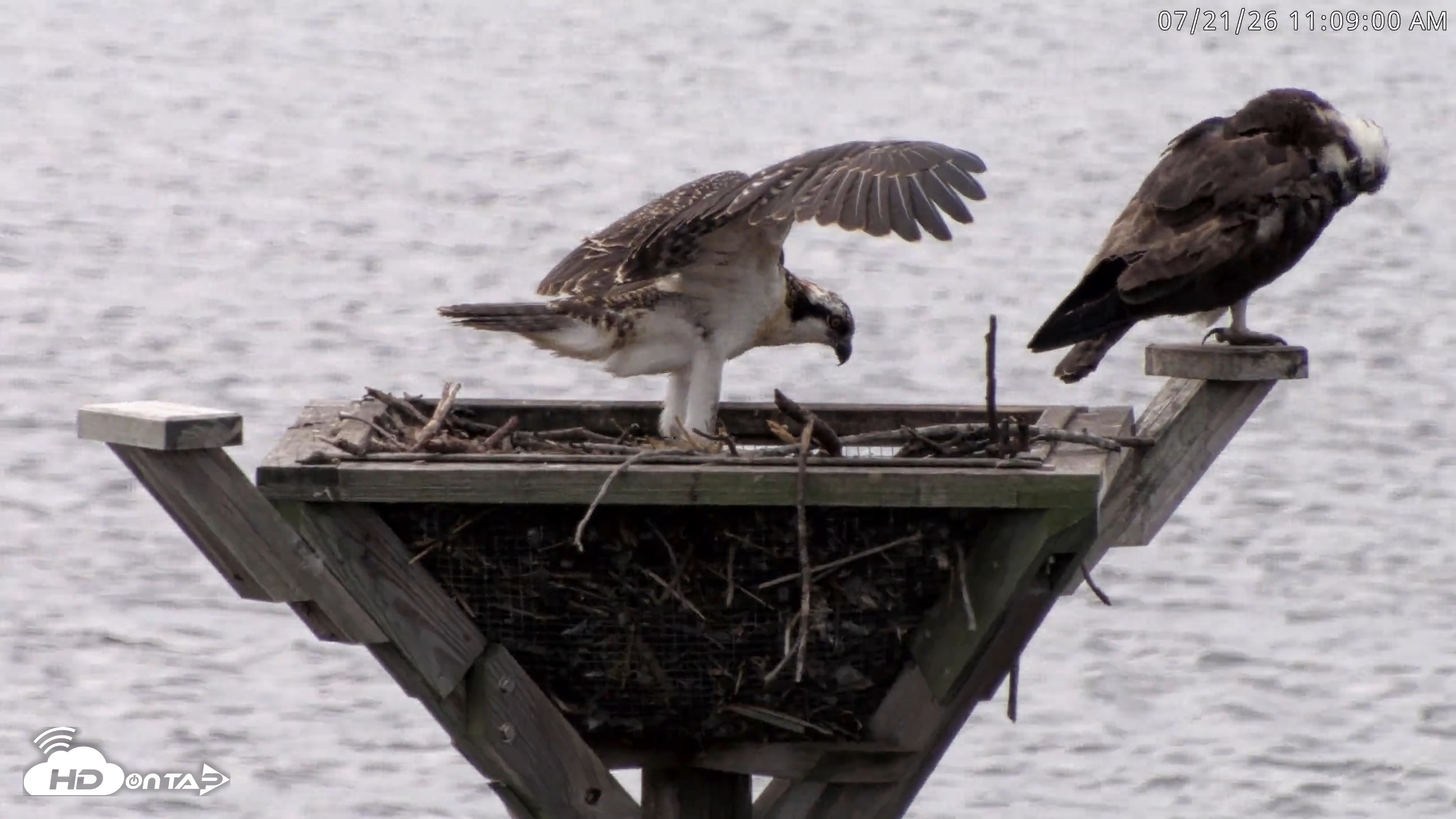 Snapshot of Blackwater Wildlife Refuge Osprey River Platform Live Cam taken Jul 21, 2026, 11:09am EDT