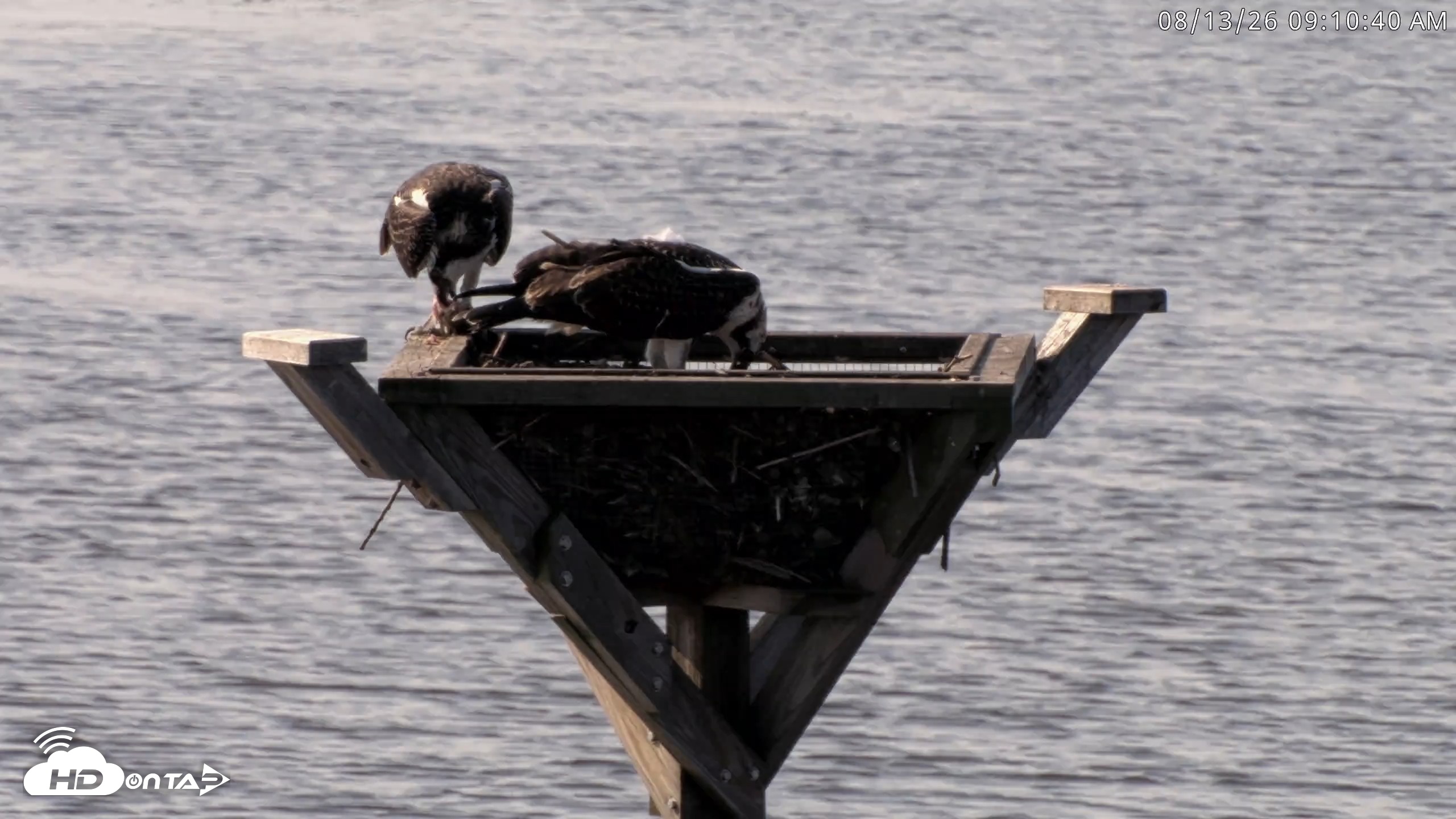 Snapshot of Blackwater Wildlife Refuge Osprey River Platform Live Cam taken Aug 13, 2026, 9:11am EDT