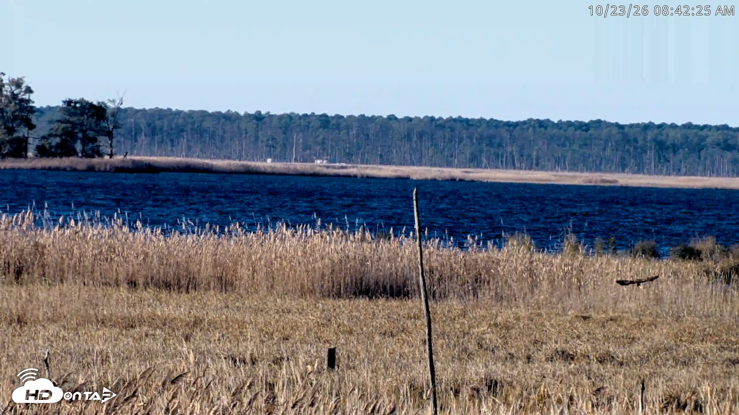 Snapshot of Blackwater Wildlife Refuge Osprey River Platform Live Cam taken Oct 23, 2026, 8:43am EDT
