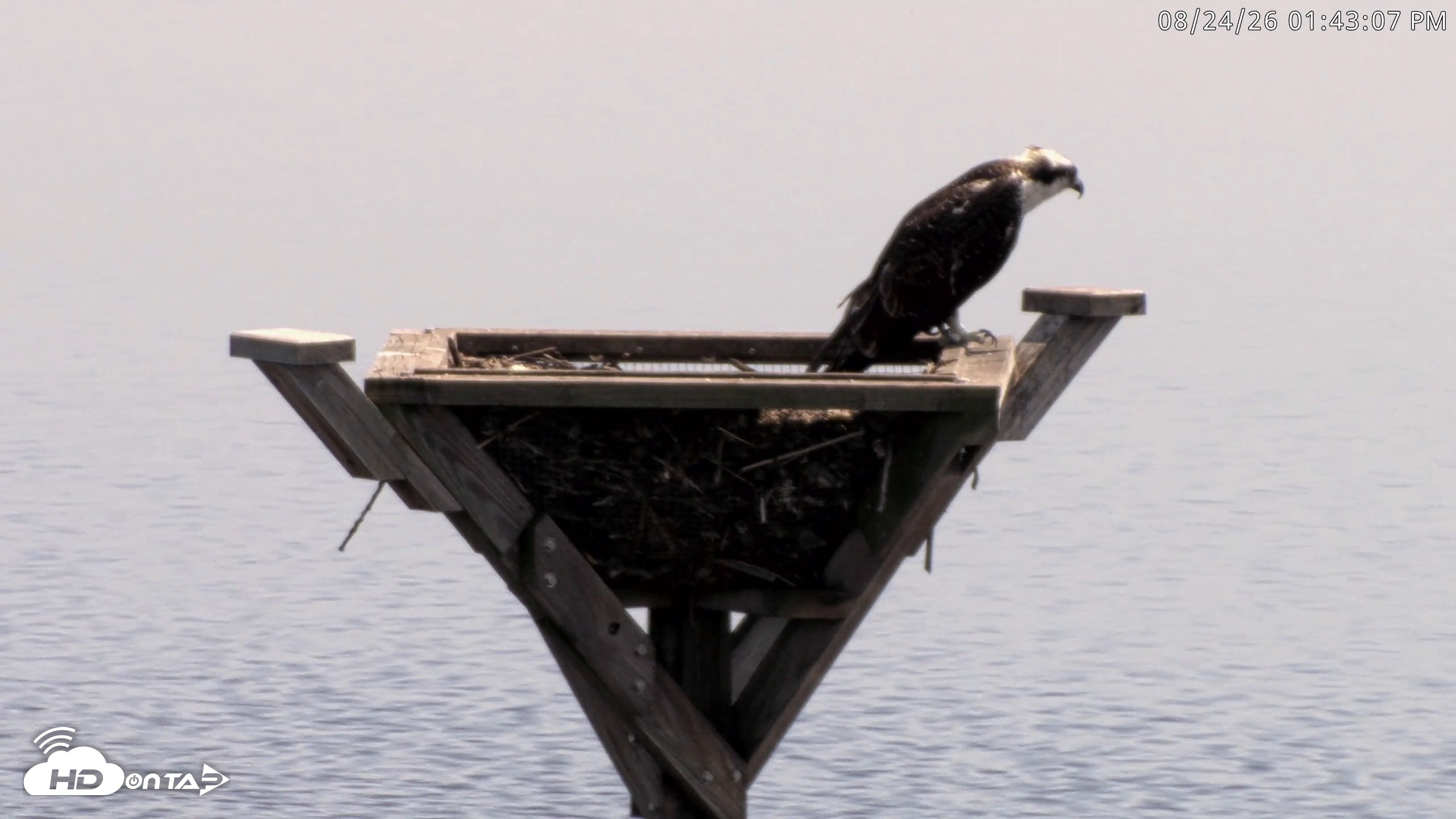 Snapshot of Blackwater Wildlife Refuge Osprey River Platform Live Cam taken Aug 24, 2026, 1:43pm EDT