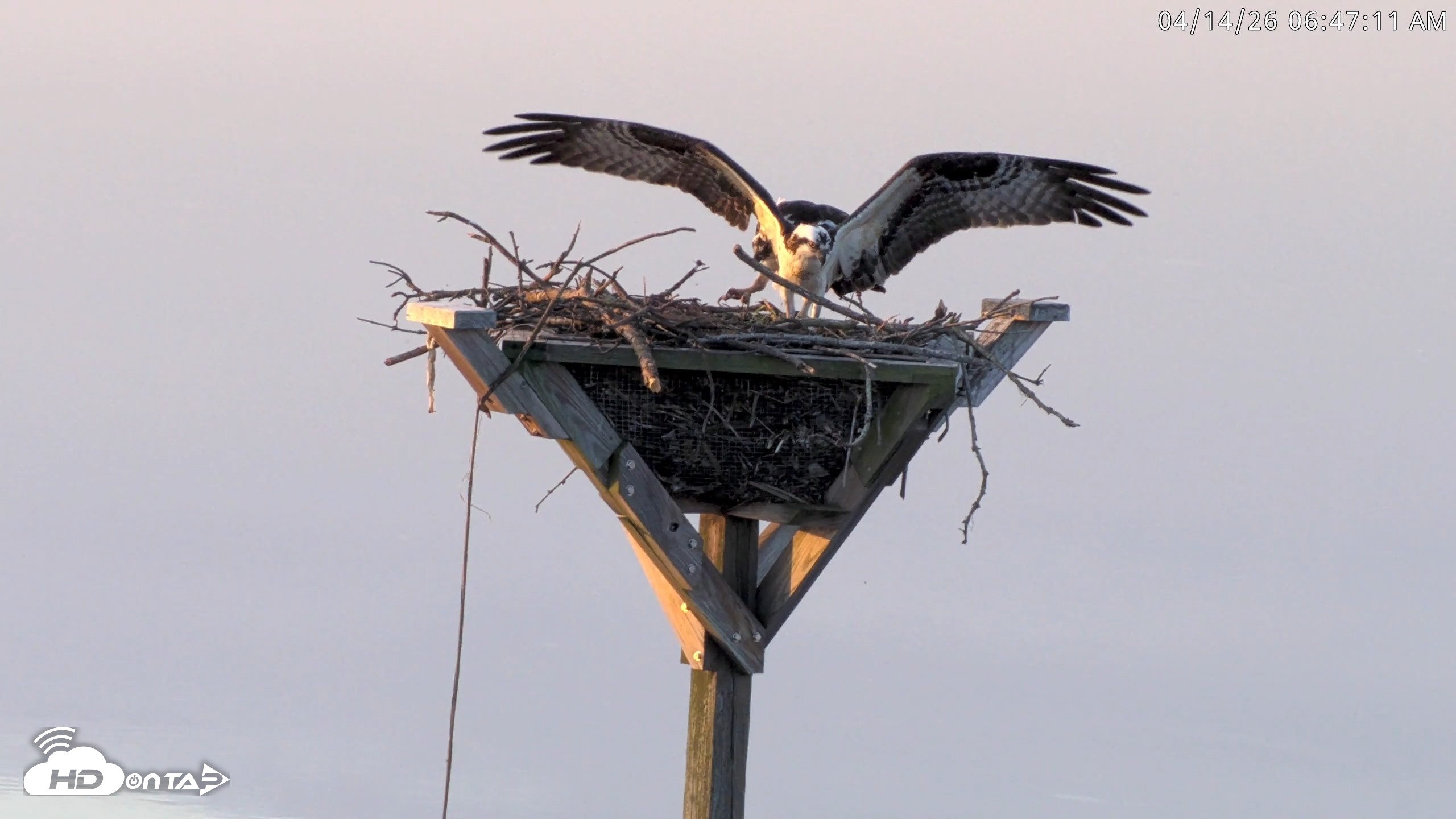 Snapshot of Blackwater Wildlife Refuge Osprey River Platform Live Cam taken Apr 14, 2026, 6:48am EDT