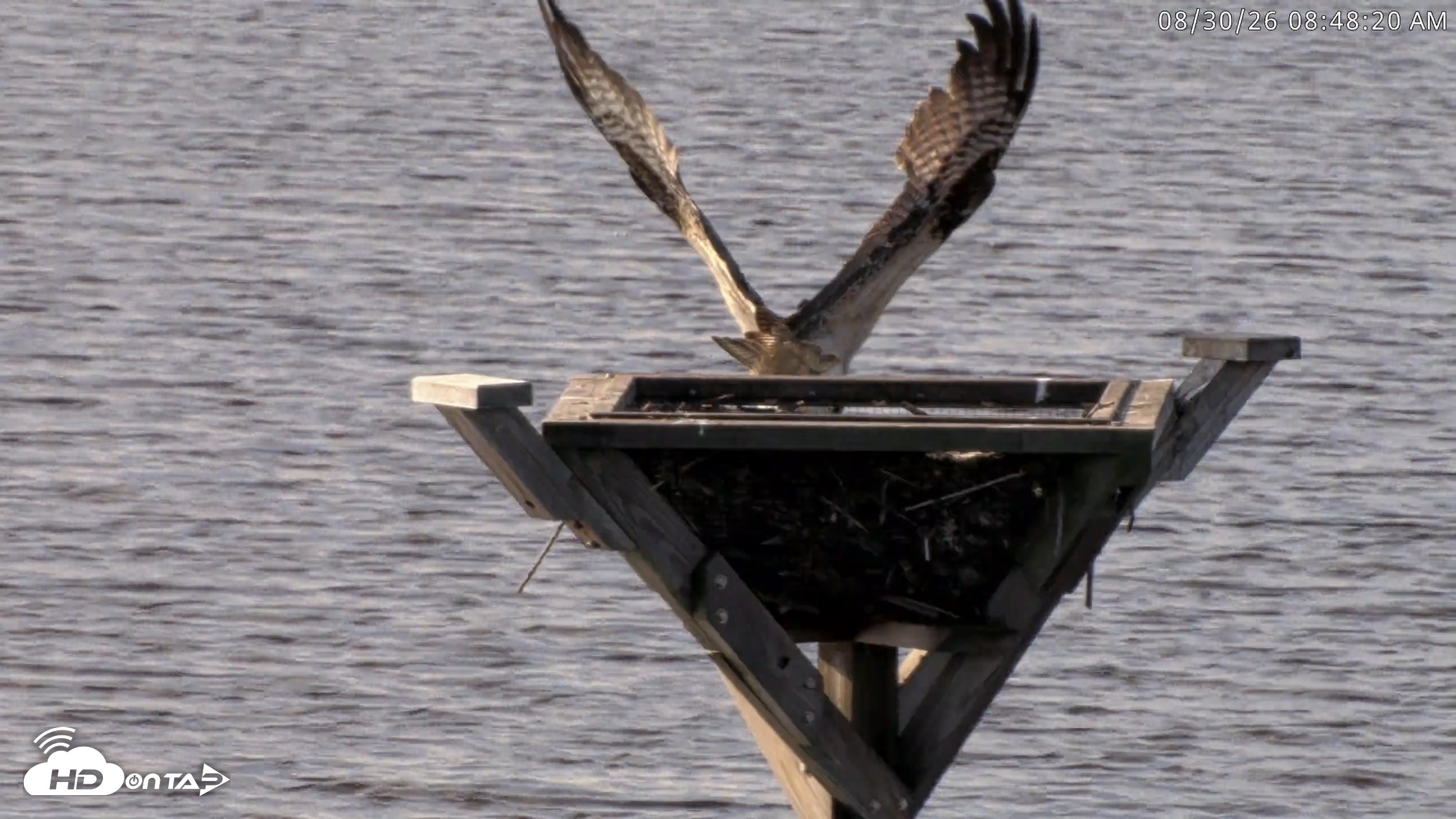 Snapshot of Blackwater Wildlife Refuge Osprey River Platform Live Cam taken Aug 30, 2026, 8:49am EDT