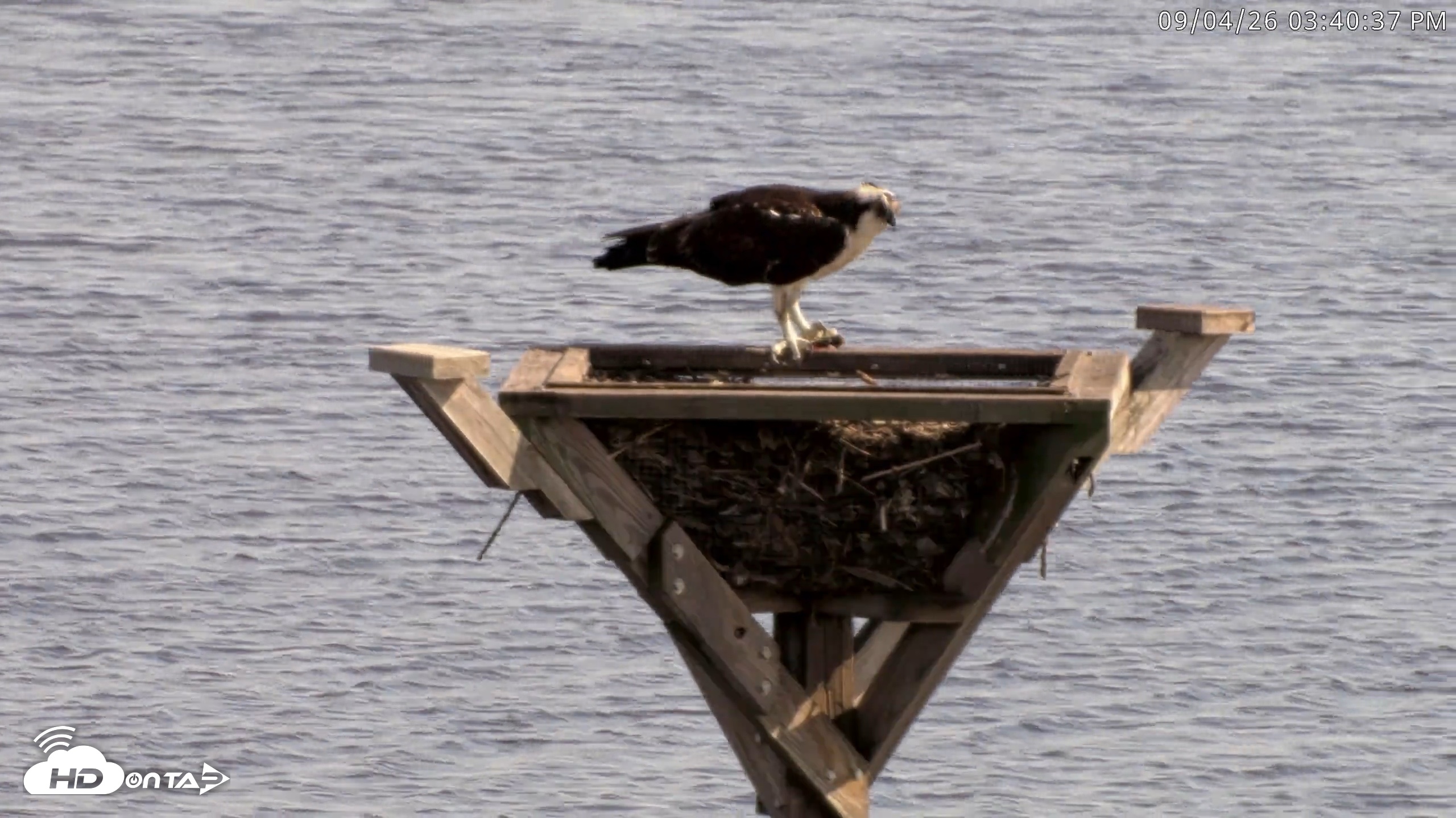 Snapshot of Blackwater Wildlife Refuge Osprey River Platform Live Cam taken Sep 4, 2026, 3:41pm EDT