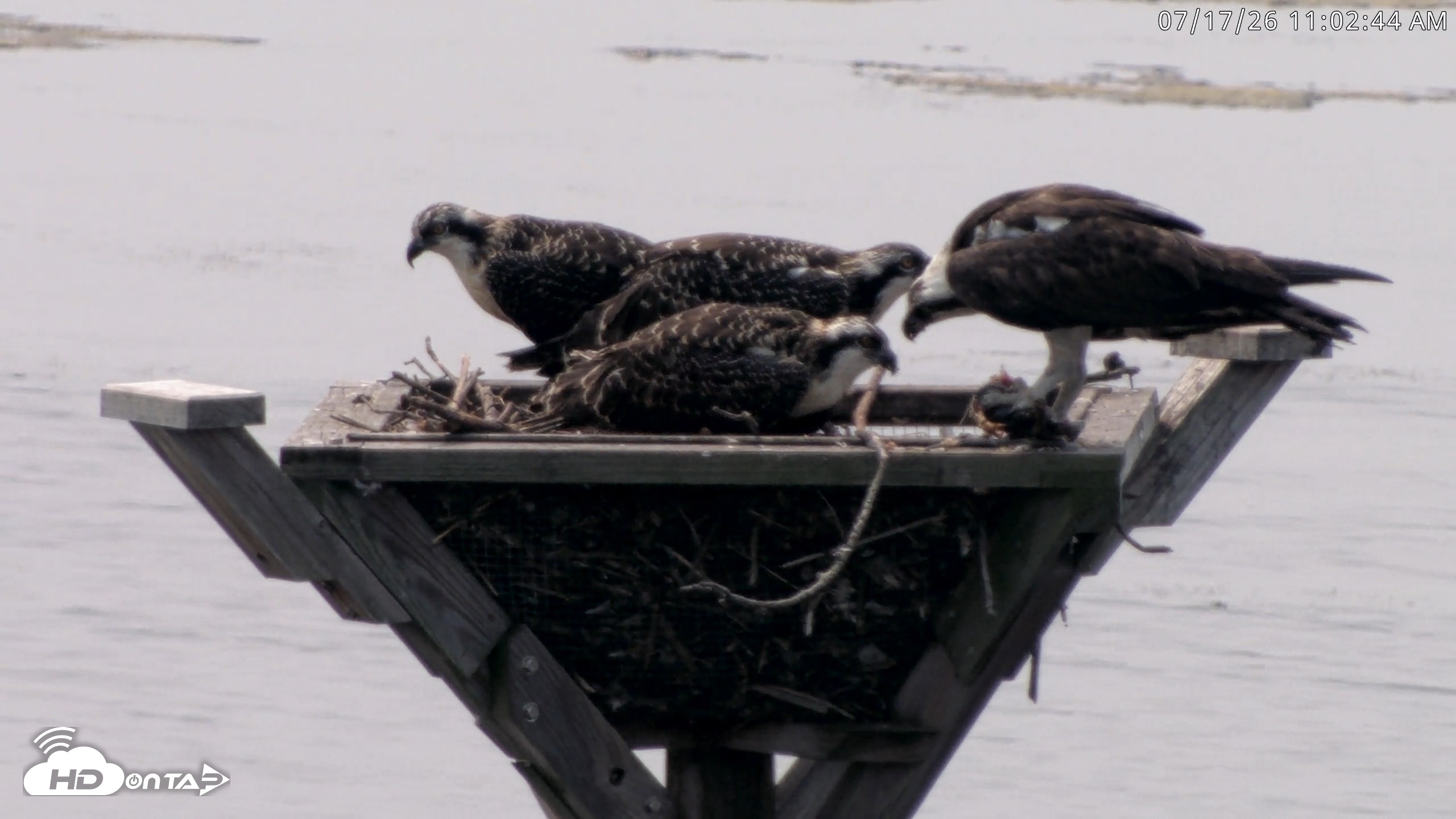 Snapshot of Blackwater Wildlife Refuge Osprey River Platform Live Cam taken Jul 17, 2026, 11:03am EDT