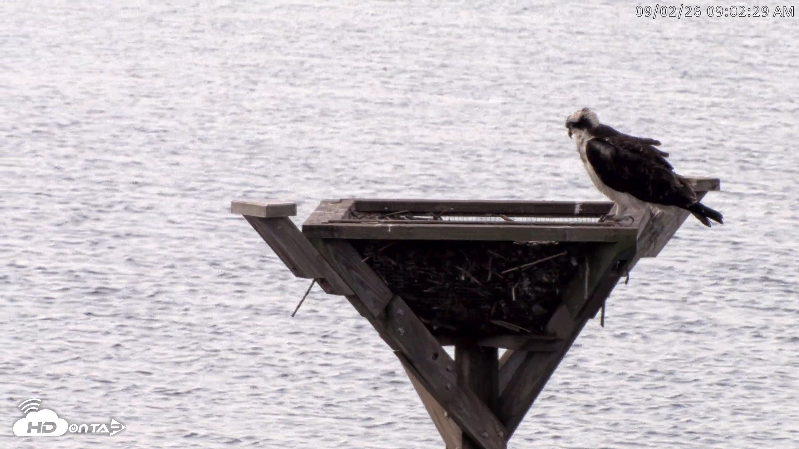 Snapshot of Blackwater Wildlife Refuge Osprey River Platform Live Cam taken Sep 2, 2026, 9:03am EDT