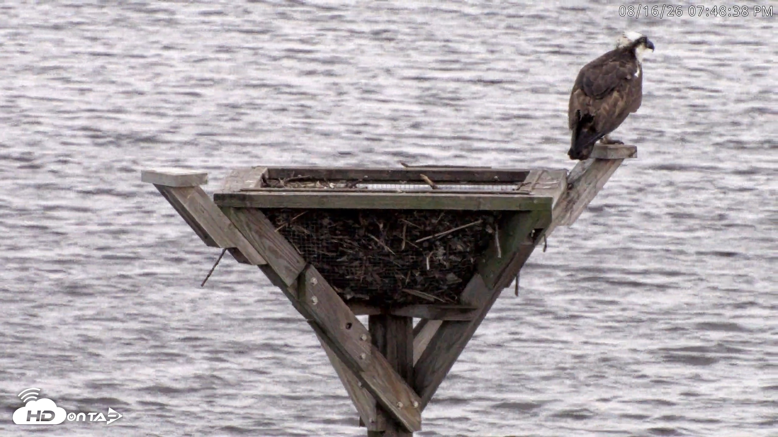 Snapshot of Blackwater Wildlife Refuge Osprey River Platform Live Cam taken Aug 16, 2026, 7:49pm EDT