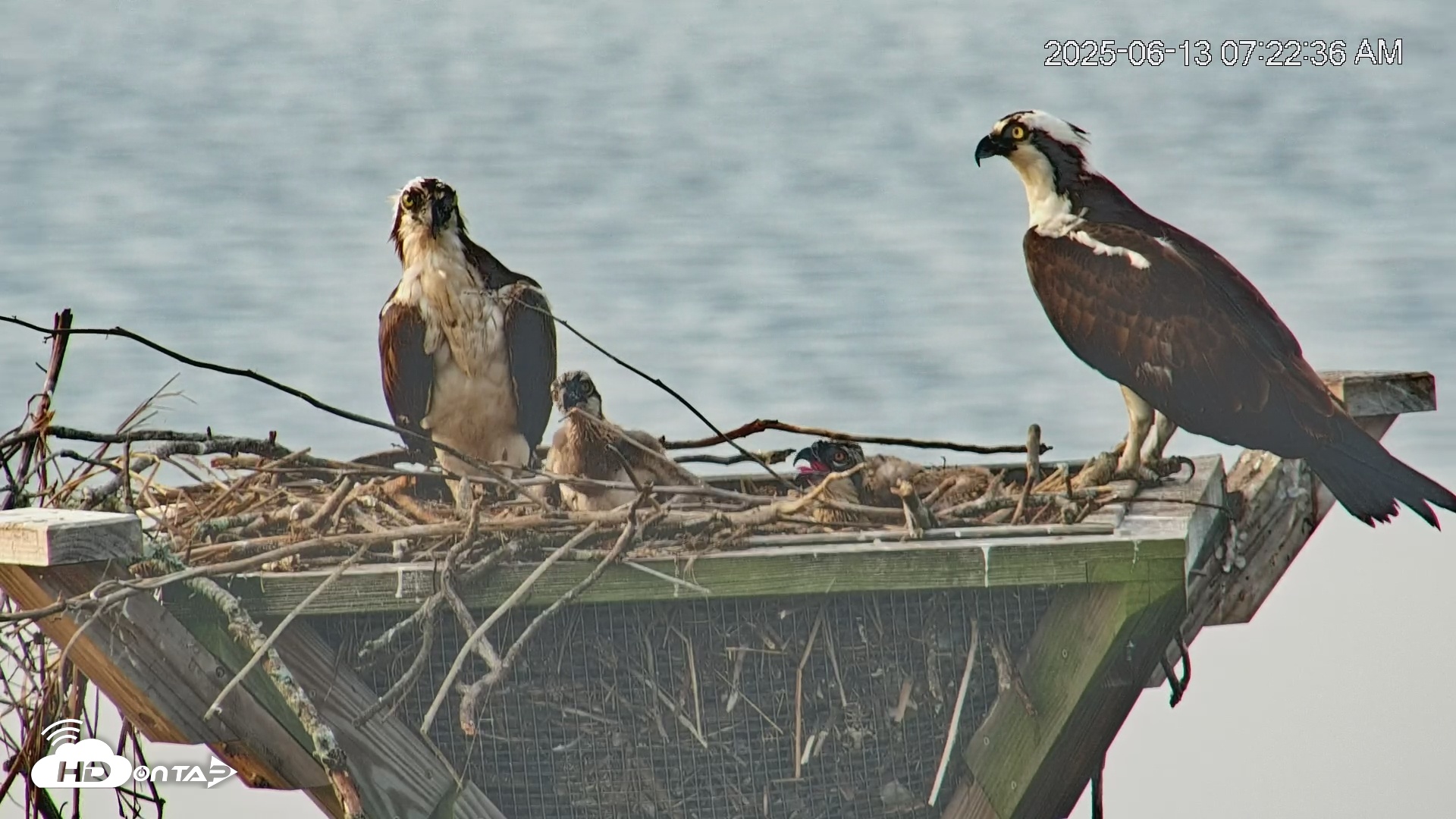 Snapshot of Blackwater Wildlife Refuge Osprey River Platform Live Cam taken Jun 13, 2025, 7:23am EDT