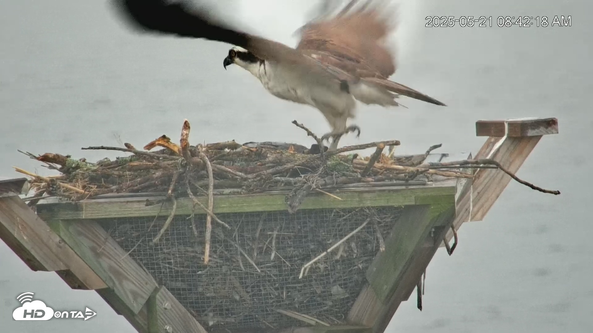 Snapshot of Blackwater Wildlife Refuge Osprey River Platform Live Cam taken May 21, 2025, 8:43am EDT