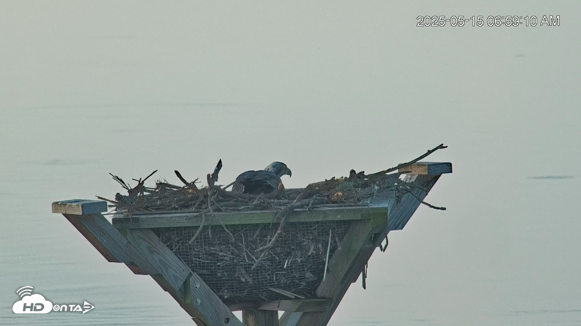 Snapshot of Blackwater Wildlife Refuge Osprey River Platform Live Cam taken May 15, 2025, 6:59am EDT