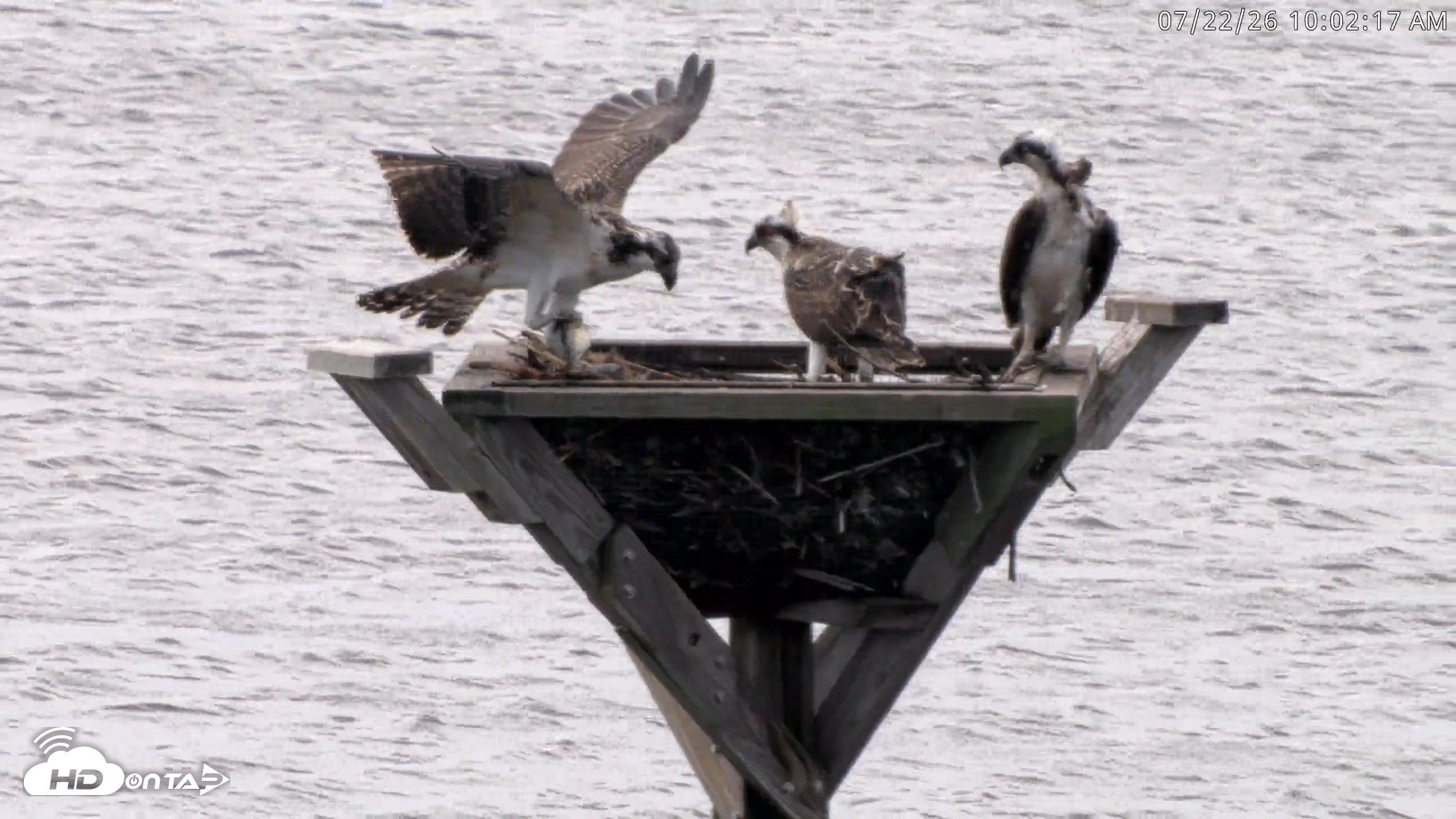 Snapshot of Blackwater Wildlife Refuge Osprey River Platform Live Cam taken Jul 22, 2026, 10:03am EDT