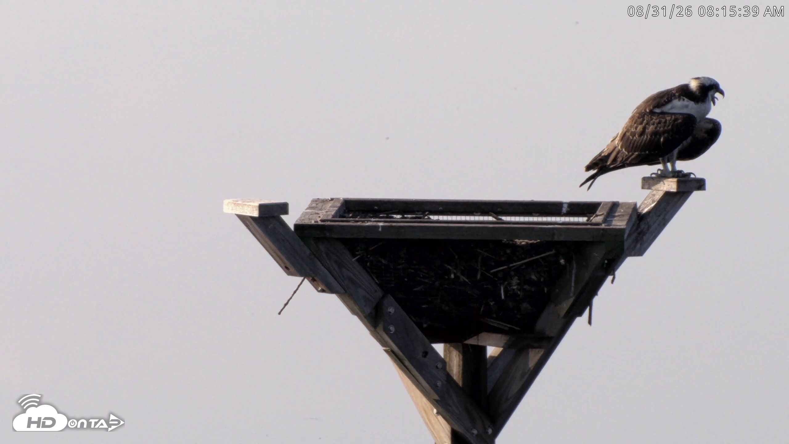 Snapshot of Blackwater Wildlife Refuge Osprey River Platform Live Cam taken Aug 31, 2026, 8:16am EDT