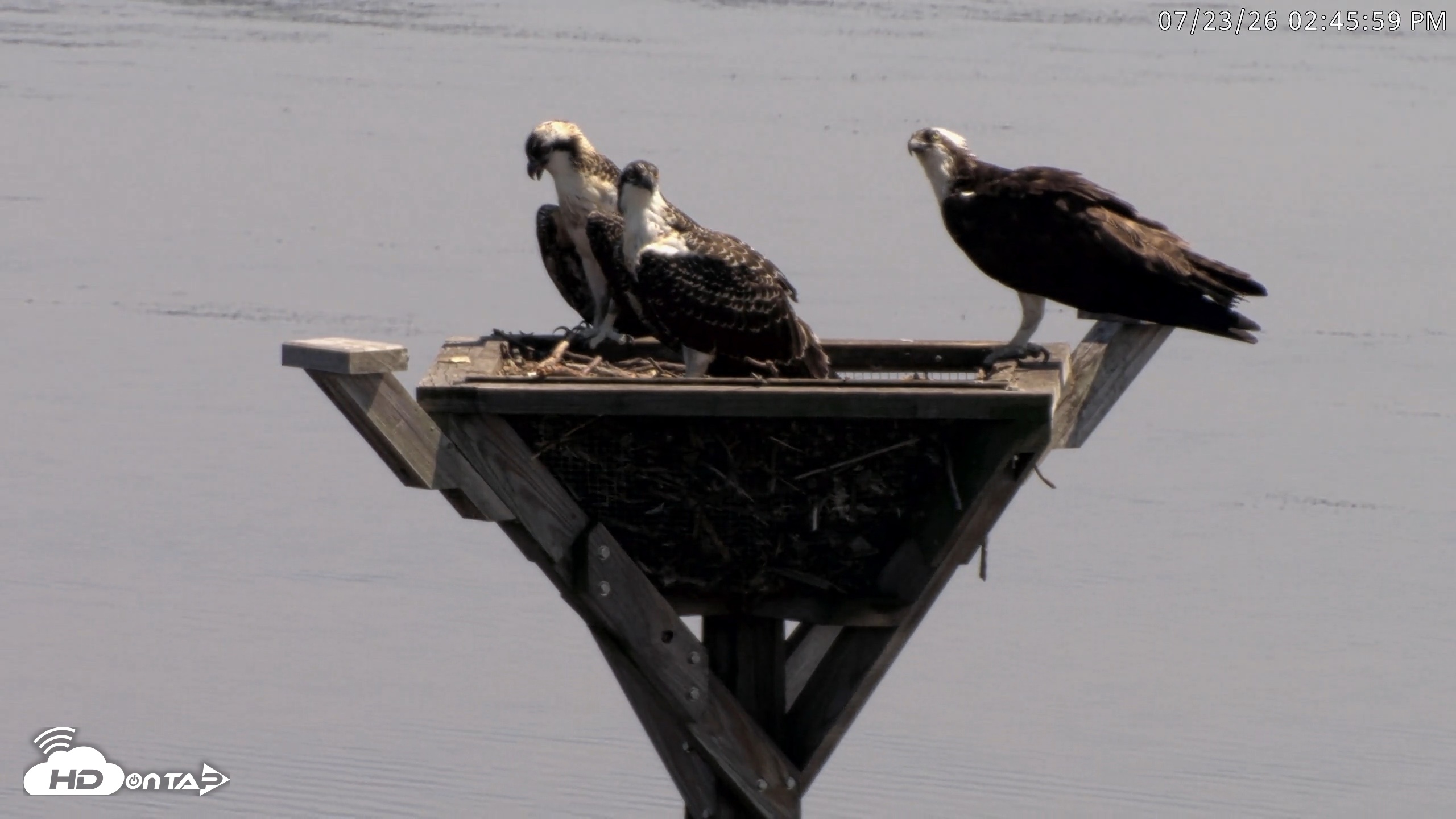 Snapshot of Blackwater Wildlife Refuge Osprey River Platform Live Cam taken Jul 23, 2026, 2:46pm EDT