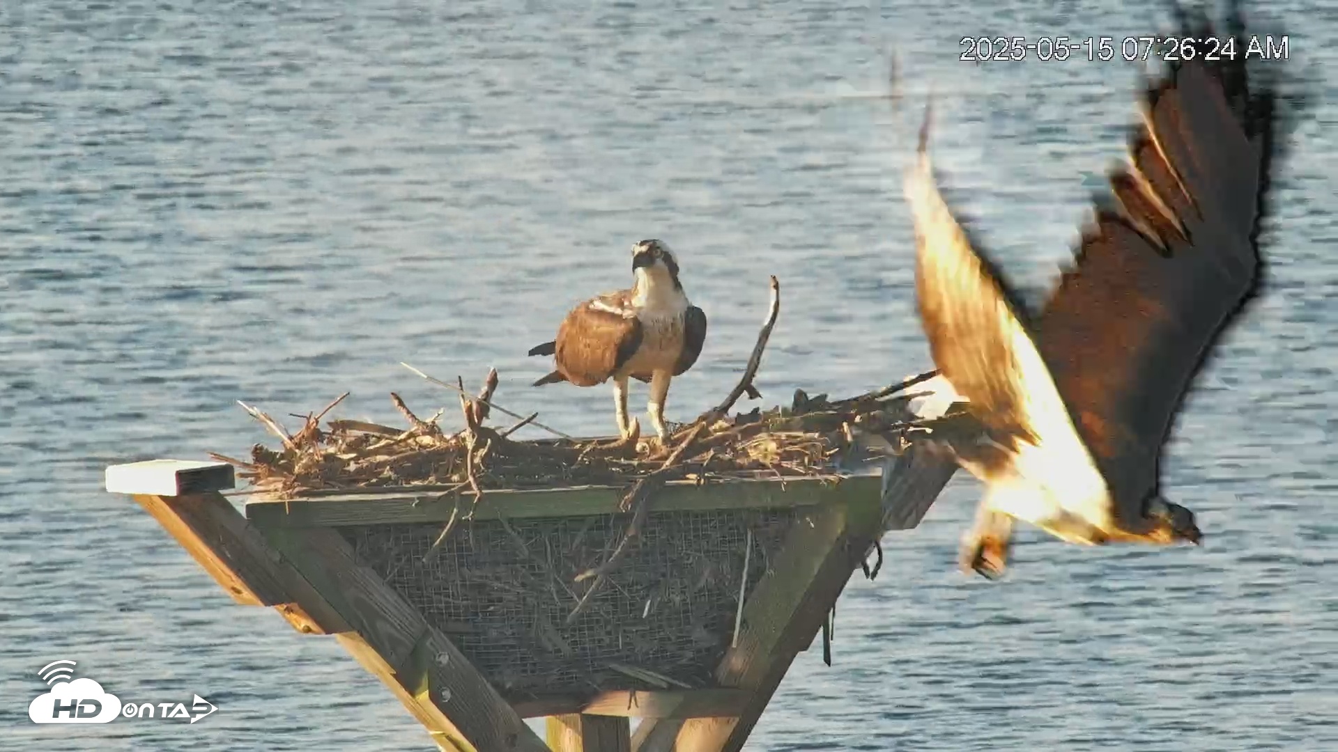 Snapshot of Blackwater Wildlife Refuge Osprey River Platform Live Cam taken May 15, 2025, 7:29am EDT