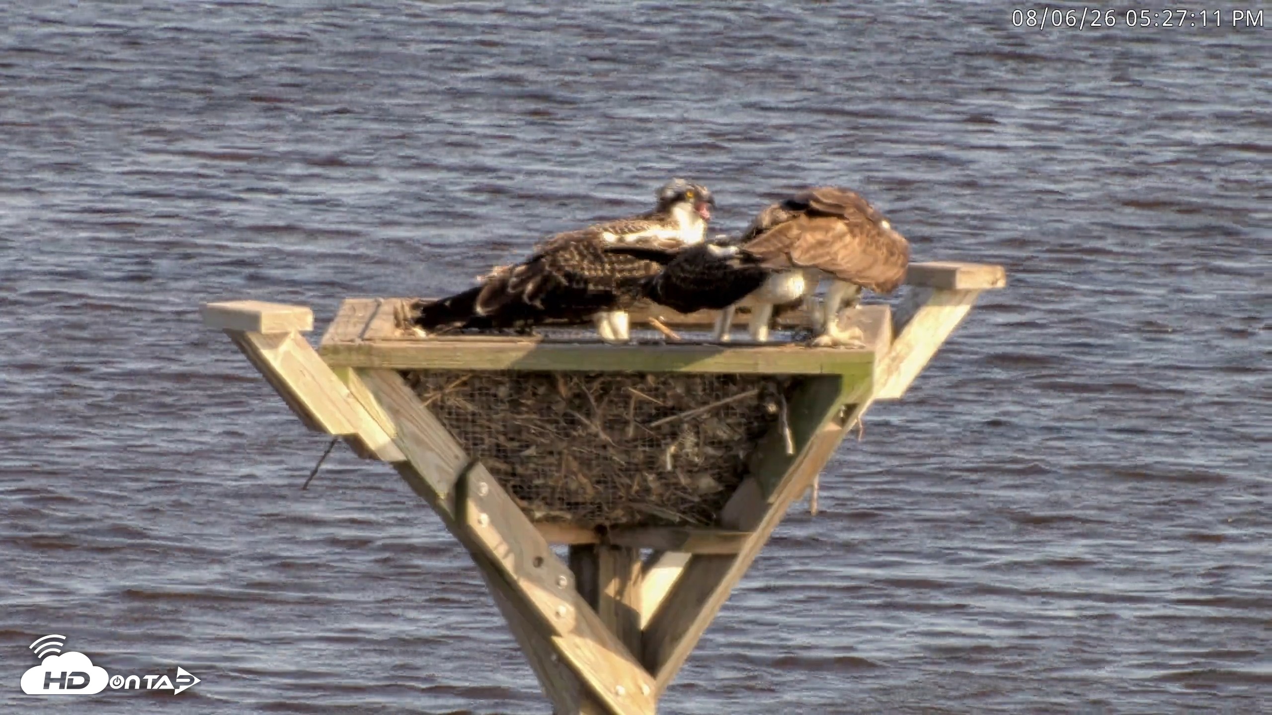 Snapshot of Blackwater Wildlife Refuge Osprey River Platform Live Cam taken Aug 6, 2026, 5:28pm EDT