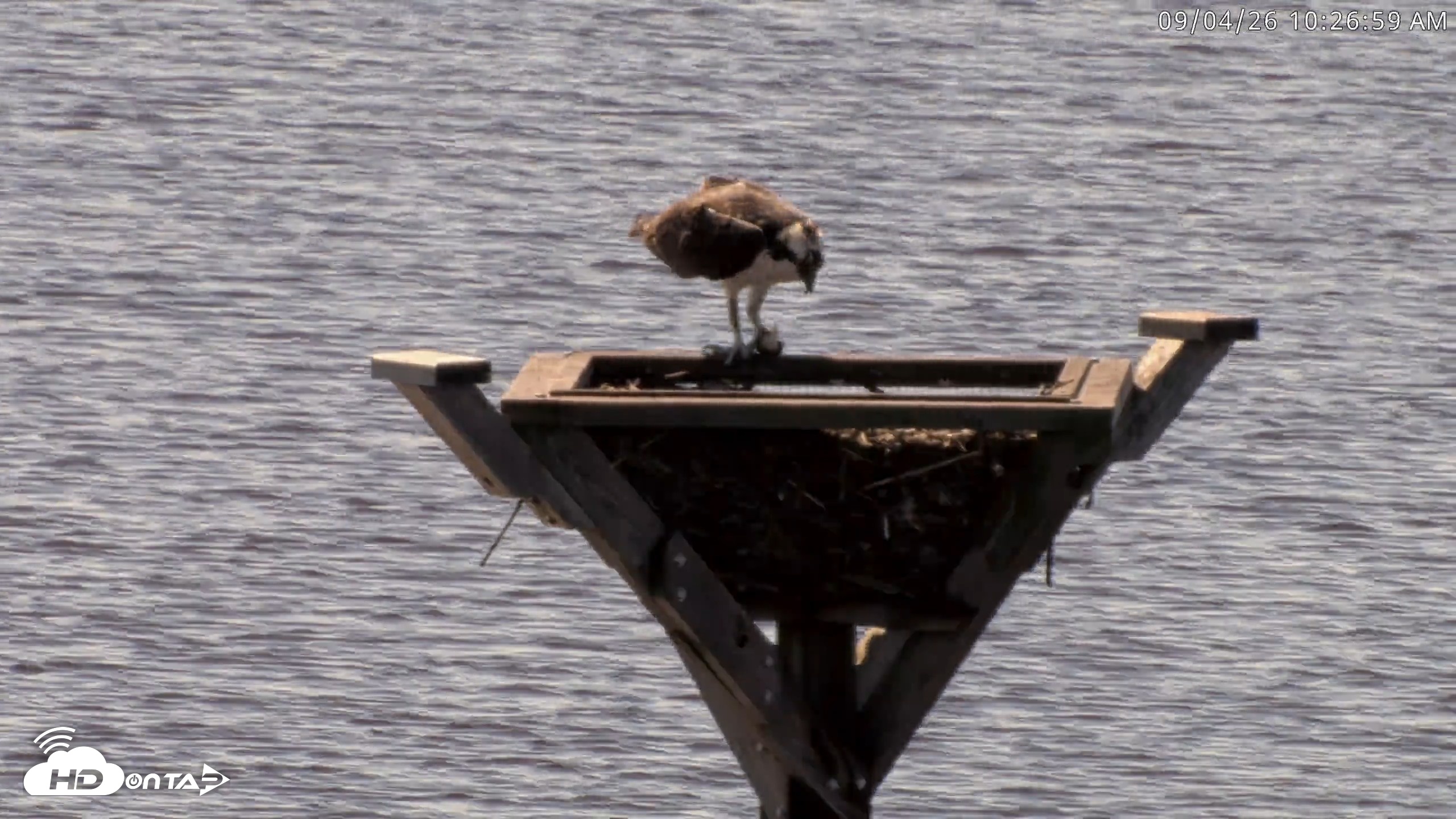 Snapshot of Blackwater Wildlife Refuge Osprey River Platform Live Cam taken Sep 4, 2026, 10:27am EDT