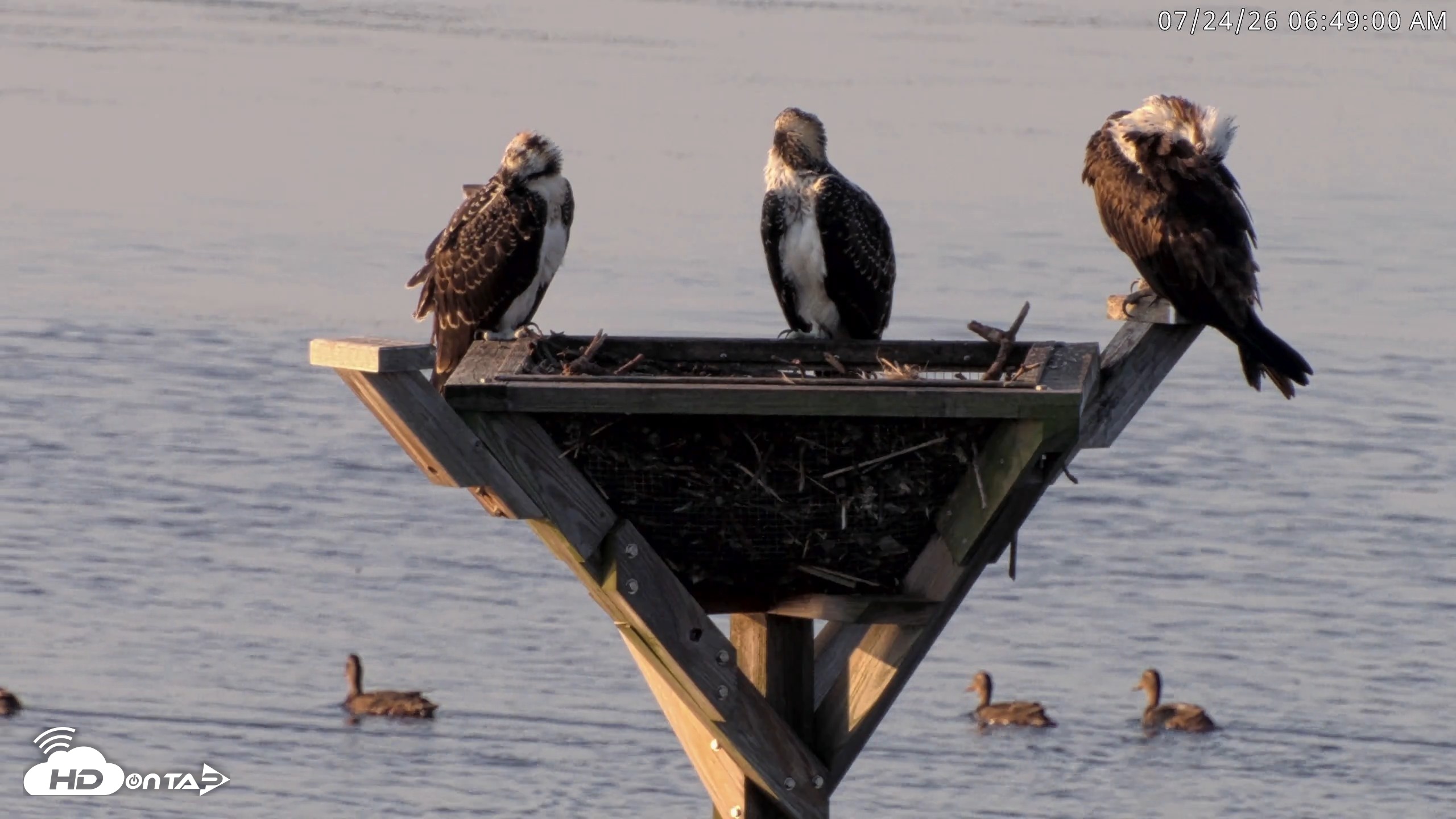 Snapshot of Blackwater Wildlife Refuge Osprey River Platform Live Cam taken Jul 24, 2026, 6:49am EDT