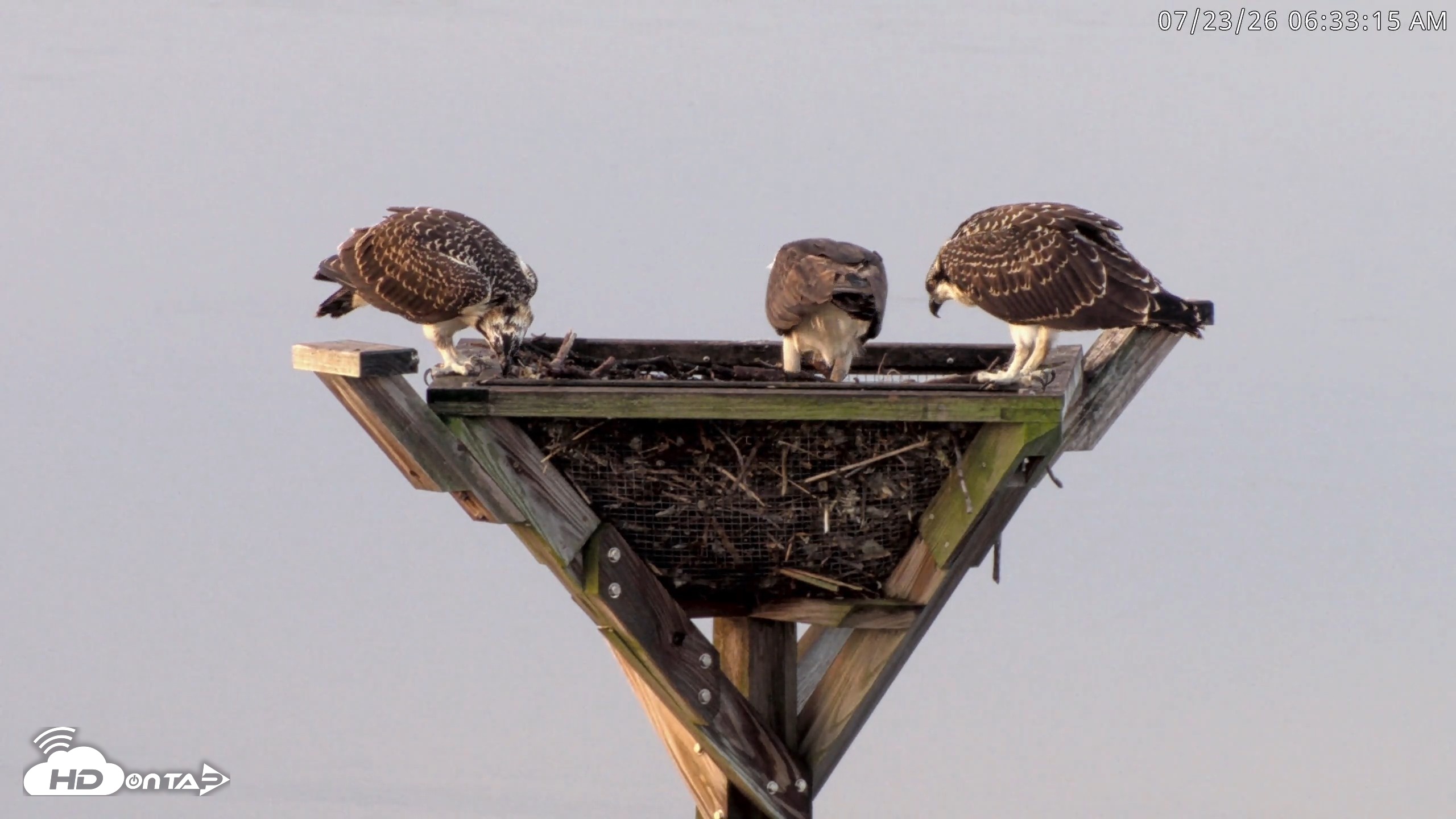 Snapshot of Blackwater Wildlife Refuge Osprey River Platform Live Cam taken Jul 23, 2026, 6:33am EDT
