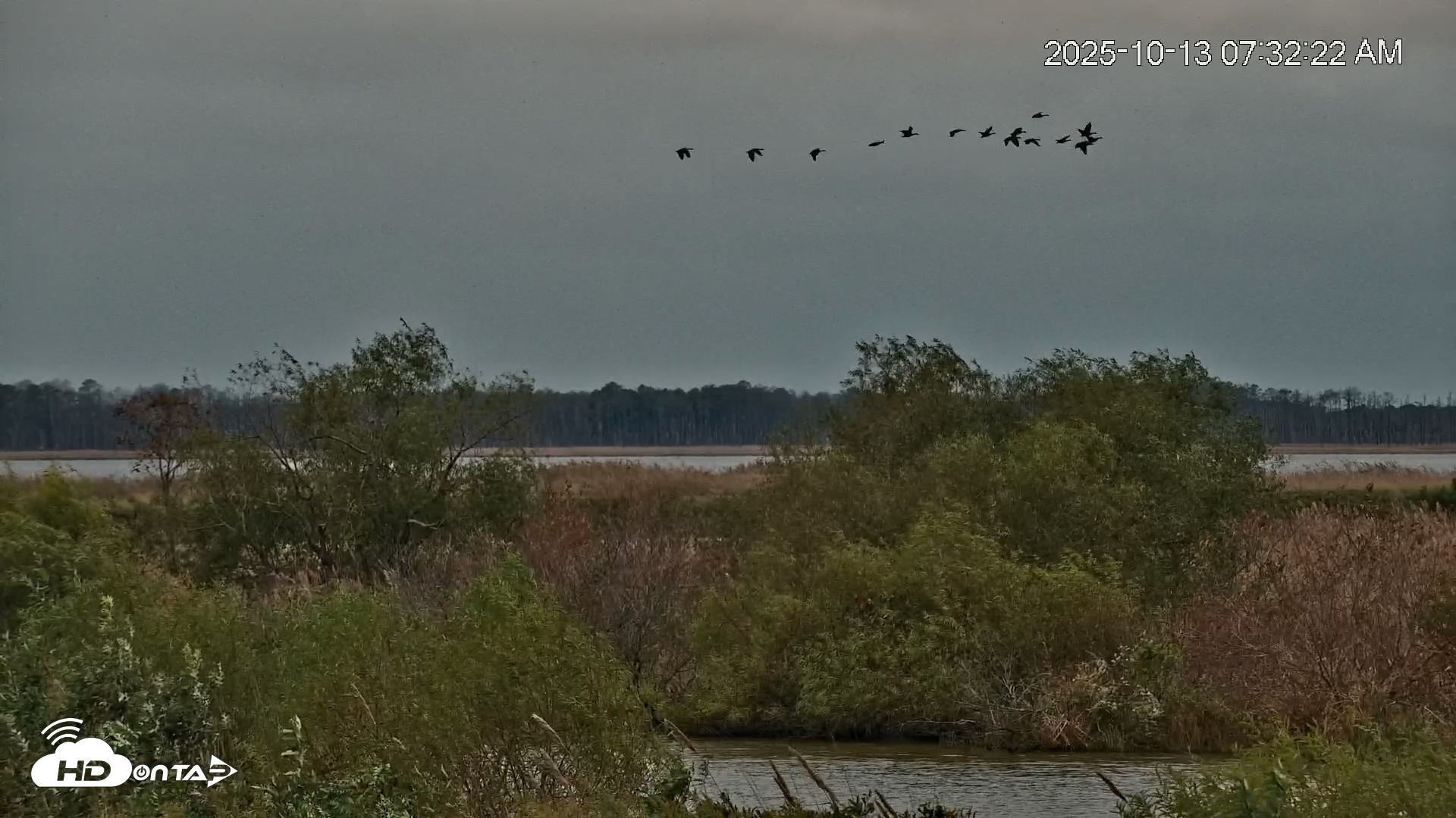 Snapshot of Blackwater Wildlife Refuge Osprey River Platform Live Cam taken Oct 13, 2025, 7:33am EDT
