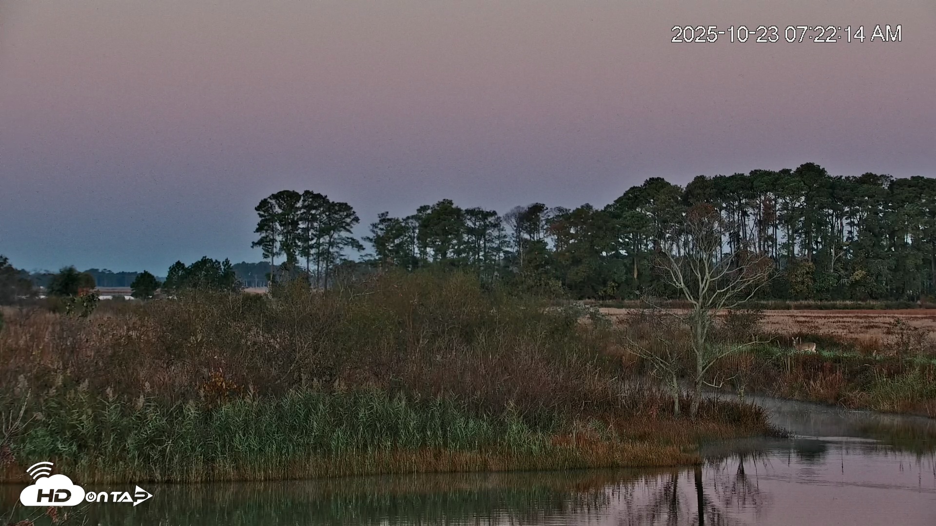 Snapshot of Blackwater Wildlife Refuge Osprey River Platform Live Cam taken Oct 23, 2025, 7:24am EDT