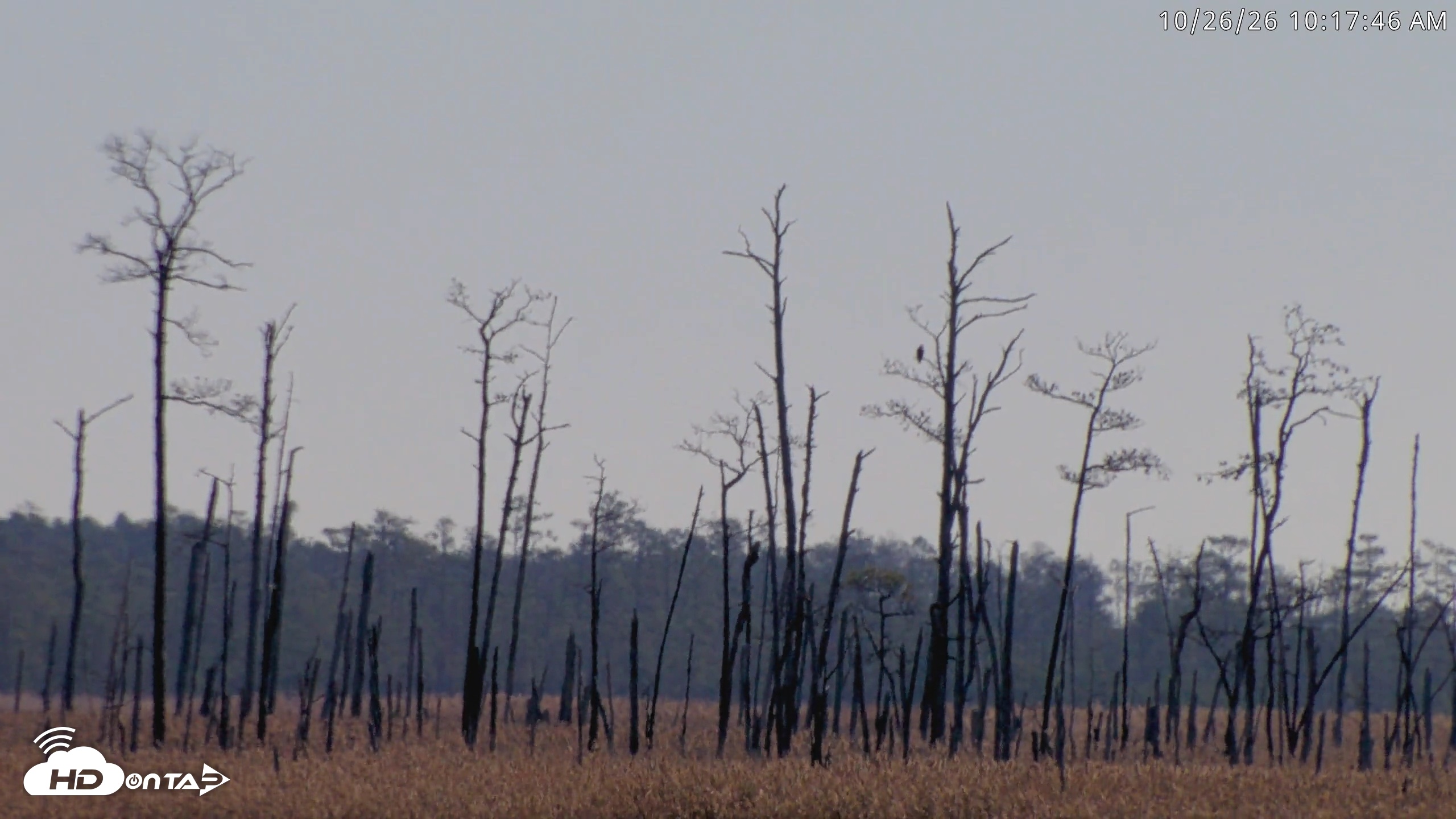 Snapshot of Blackwater Wildlife Refuge Osprey River Platform Live Cam taken Oct 26, 2026, 10:18am EDT