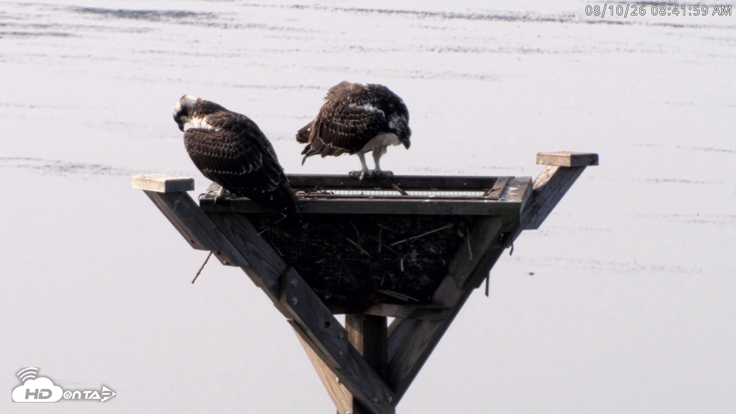 Snapshot of Blackwater Wildlife Refuge Osprey River Platform Live Cam taken Aug 10, 2026, 8:42am EDT