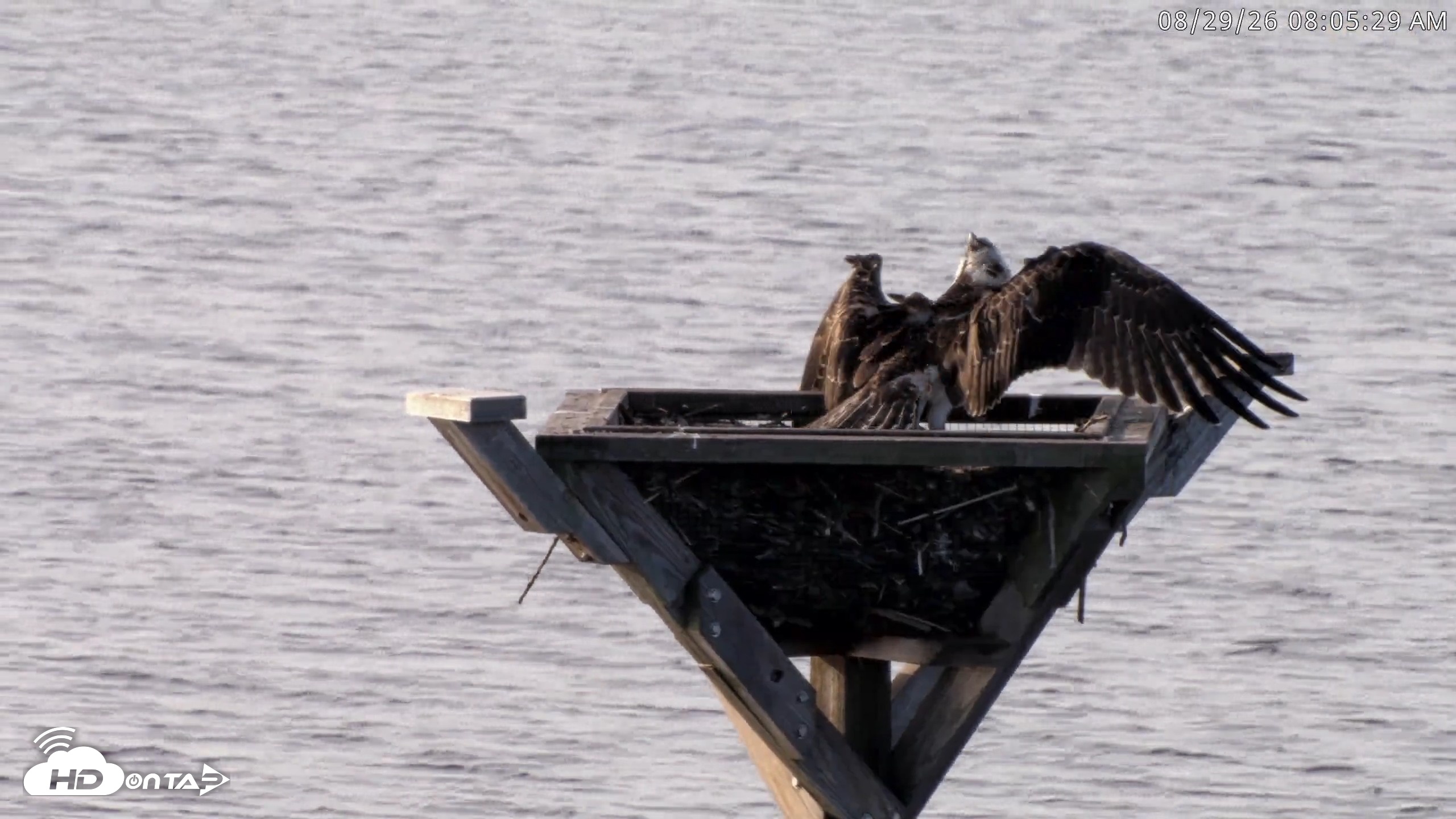 Snapshot of Blackwater Wildlife Refuge Osprey River Platform Live Cam taken Aug 29, 2026, 8:06am EDT