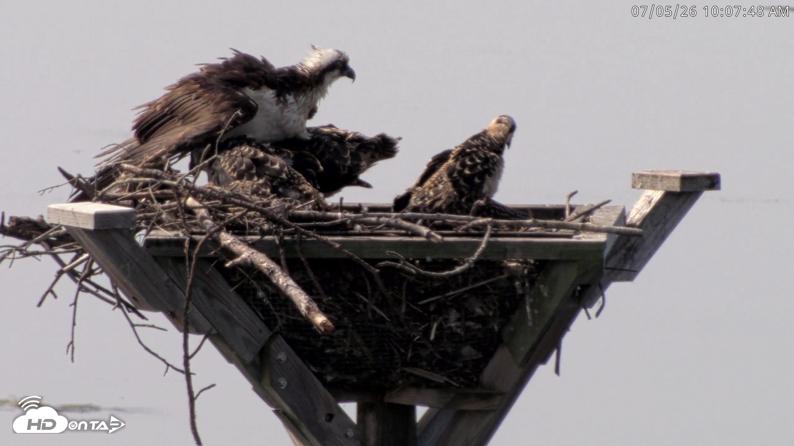Snapshot of Blackwater Wildlife Refuge Osprey River Platform Live Cam taken Jul 5, 2026, 10:08am EDT