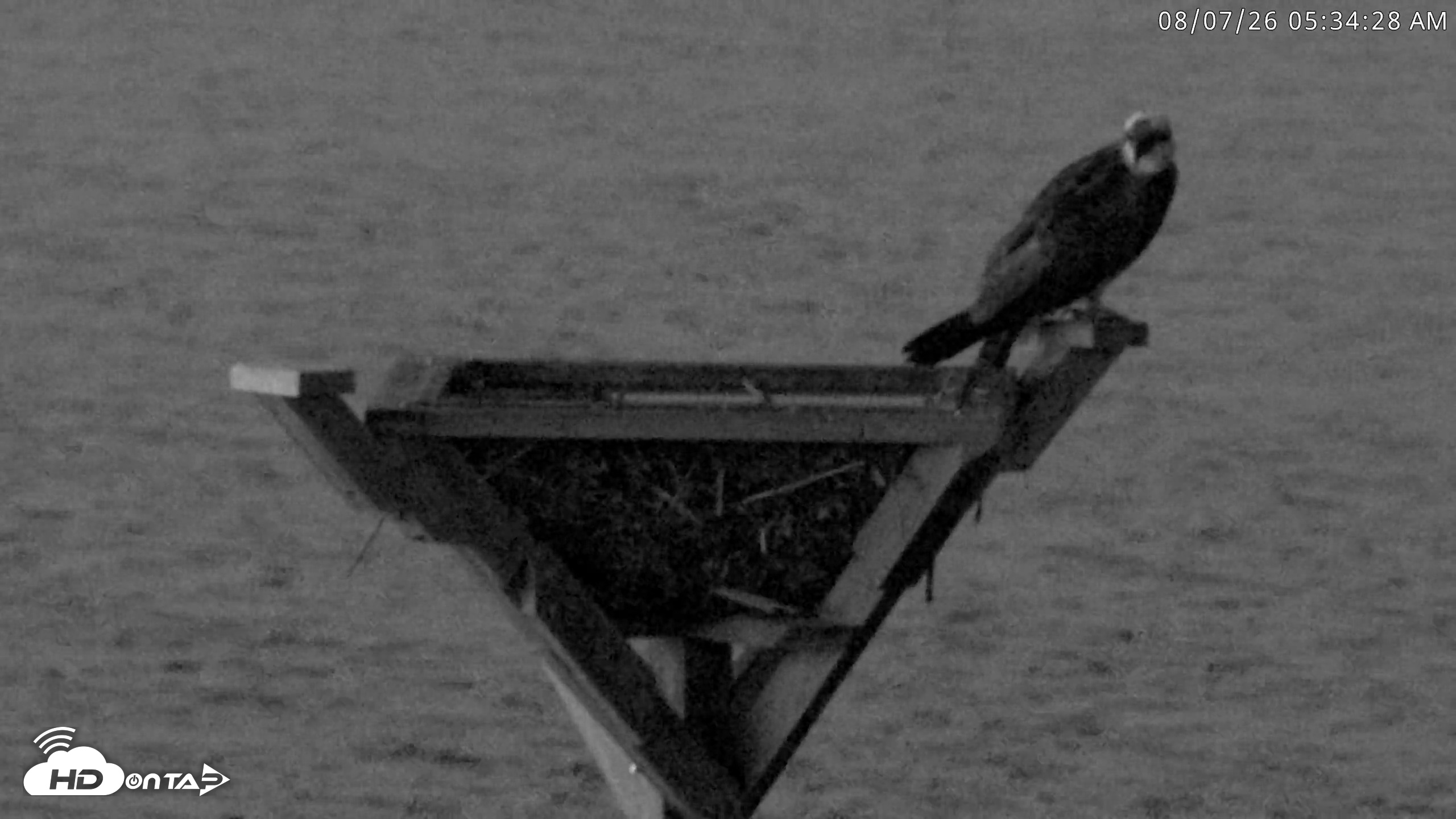 Snapshot of Blackwater Wildlife Refuge Osprey River Platform Live Cam taken Aug 7, 2026, 5:35am EDT