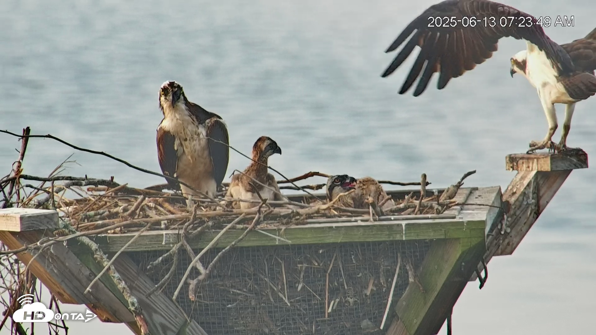 Snapshot of Blackwater Wildlife Refuge Osprey River Platform Live Cam taken Jun 13, 2025, 7:26am EDT