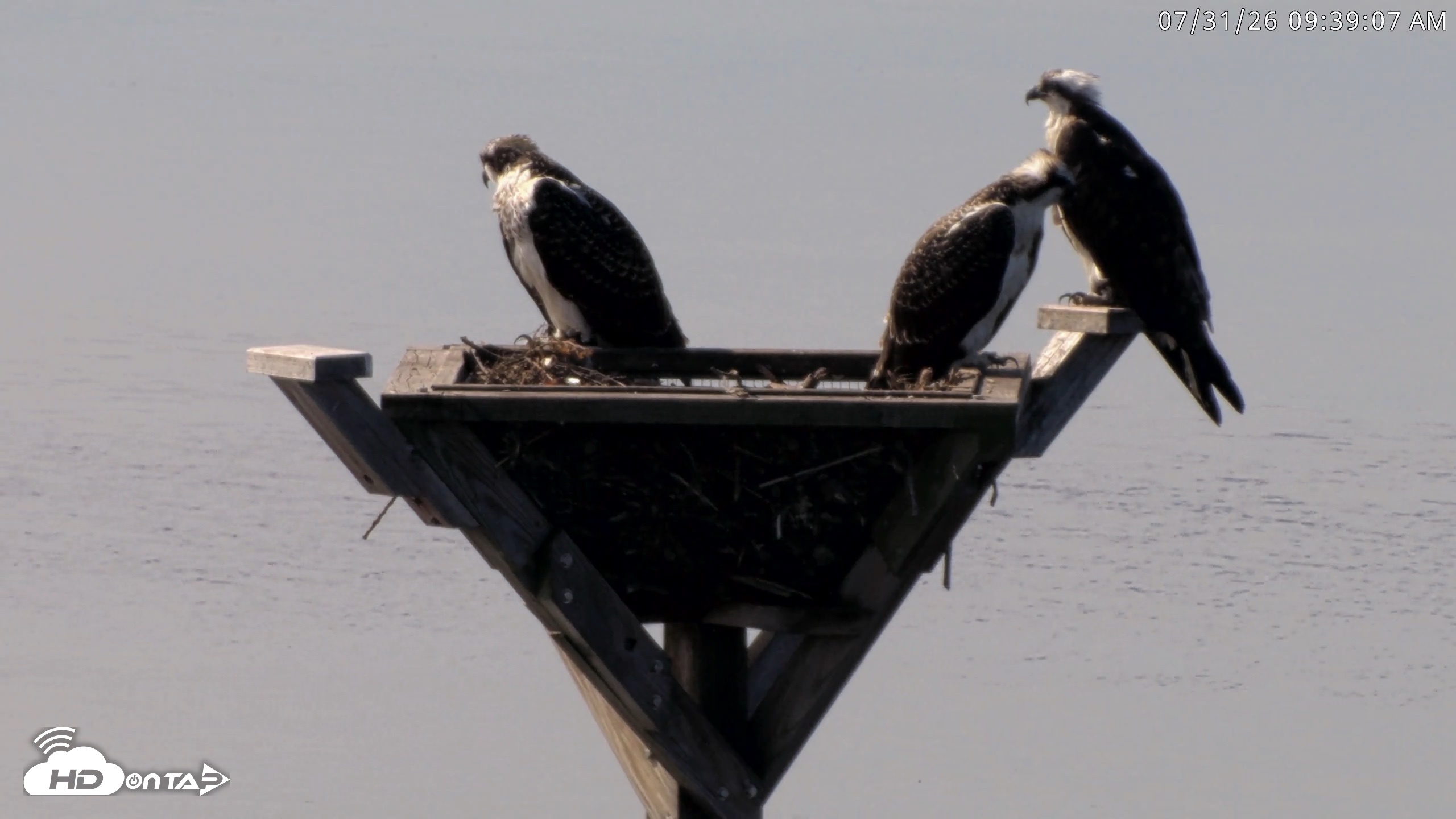 Snapshot of Blackwater Wildlife Refuge Osprey River Platform Live Cam taken Jul 31, 2026, 9:39am EDT