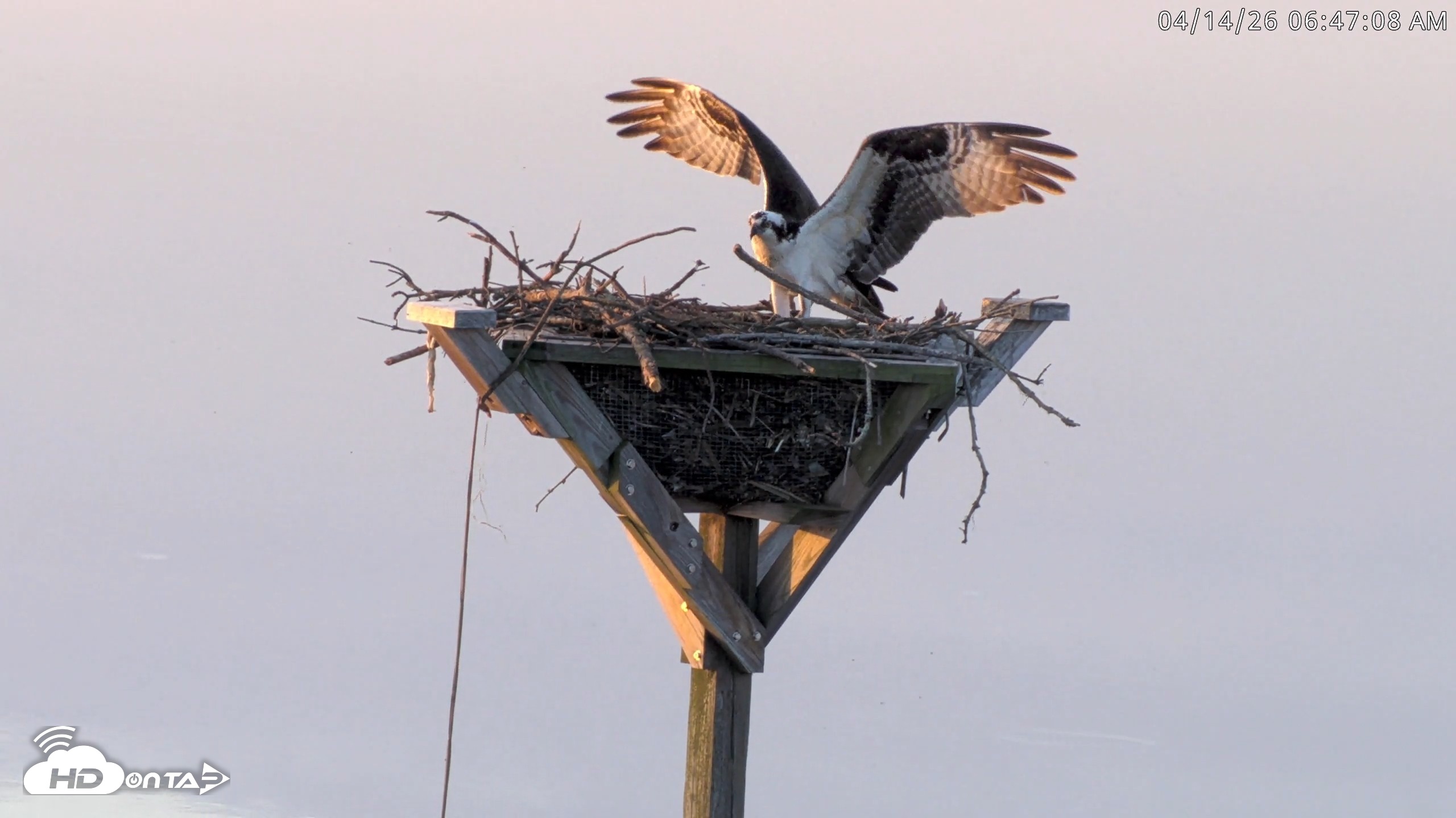 Snapshot of Blackwater Wildlife Refuge Osprey River Platform Live Cam taken Apr 14, 2026, 6:48am EDT