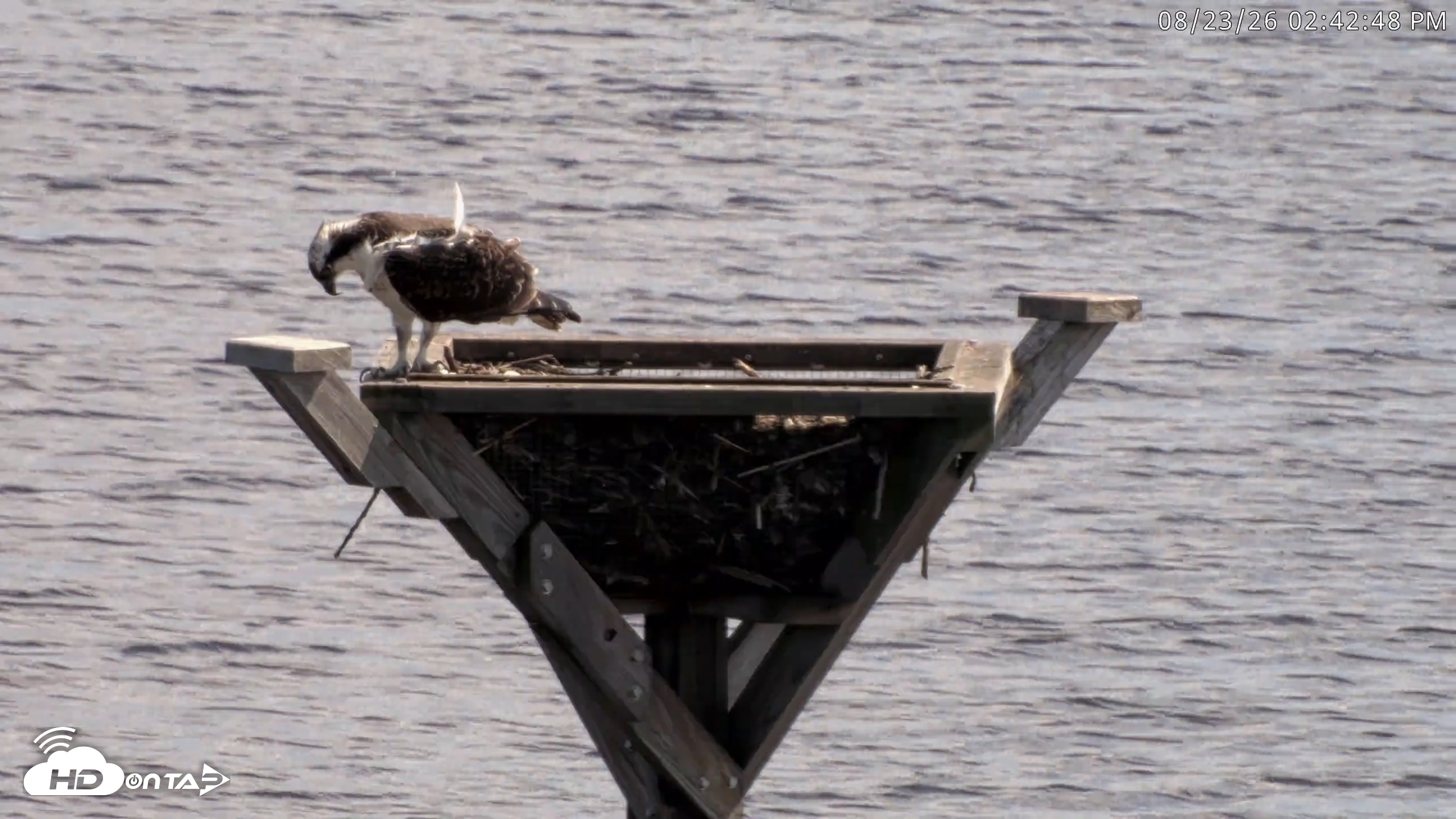 Snapshot of Blackwater Wildlife Refuge Osprey River Platform Live Cam taken Aug 23, 2026, 2:43pm EDT