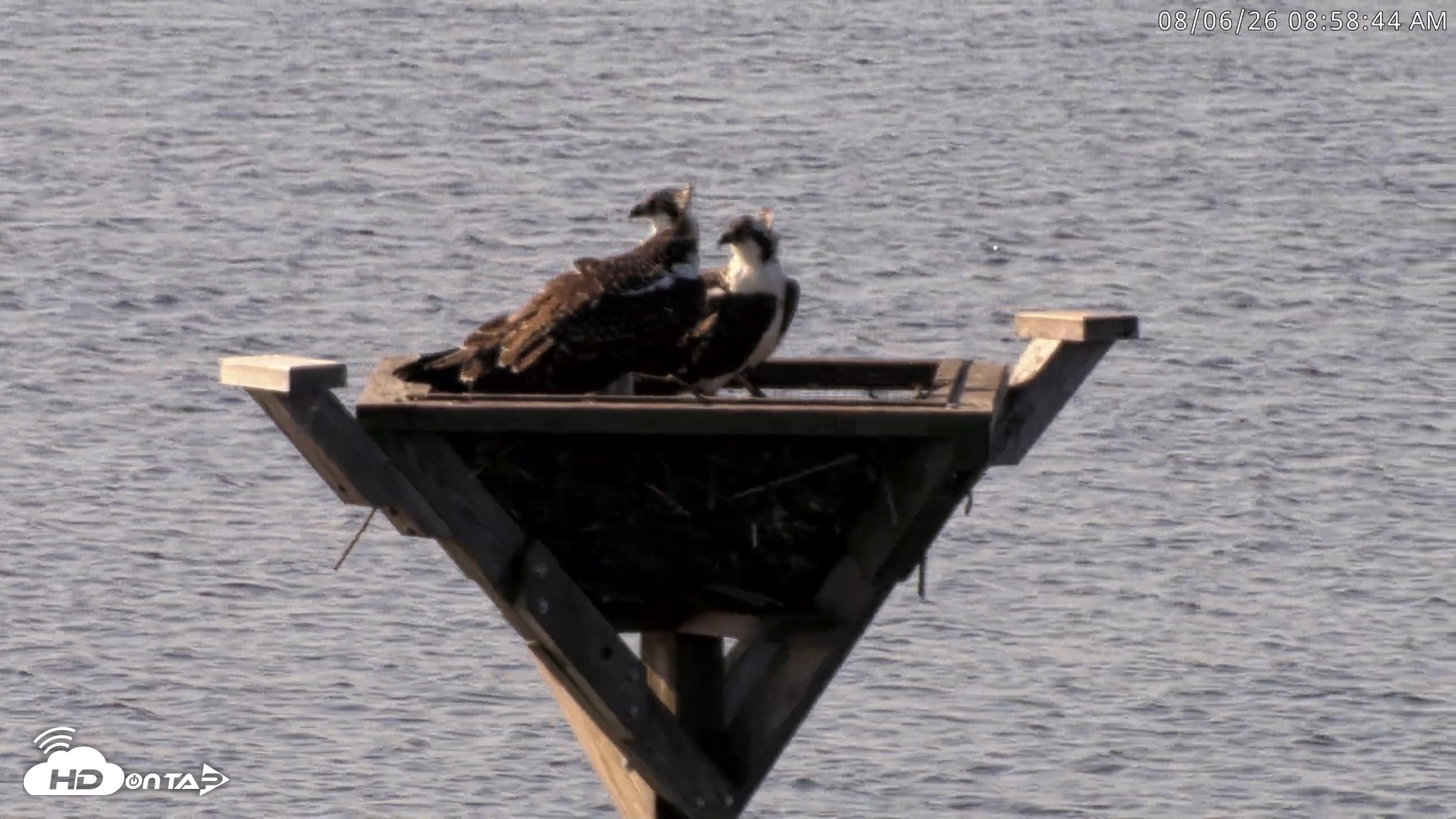 Snapshot of Blackwater Wildlife Refuge Osprey River Platform Live Cam taken Aug 6, 2026, 8:59am EDT