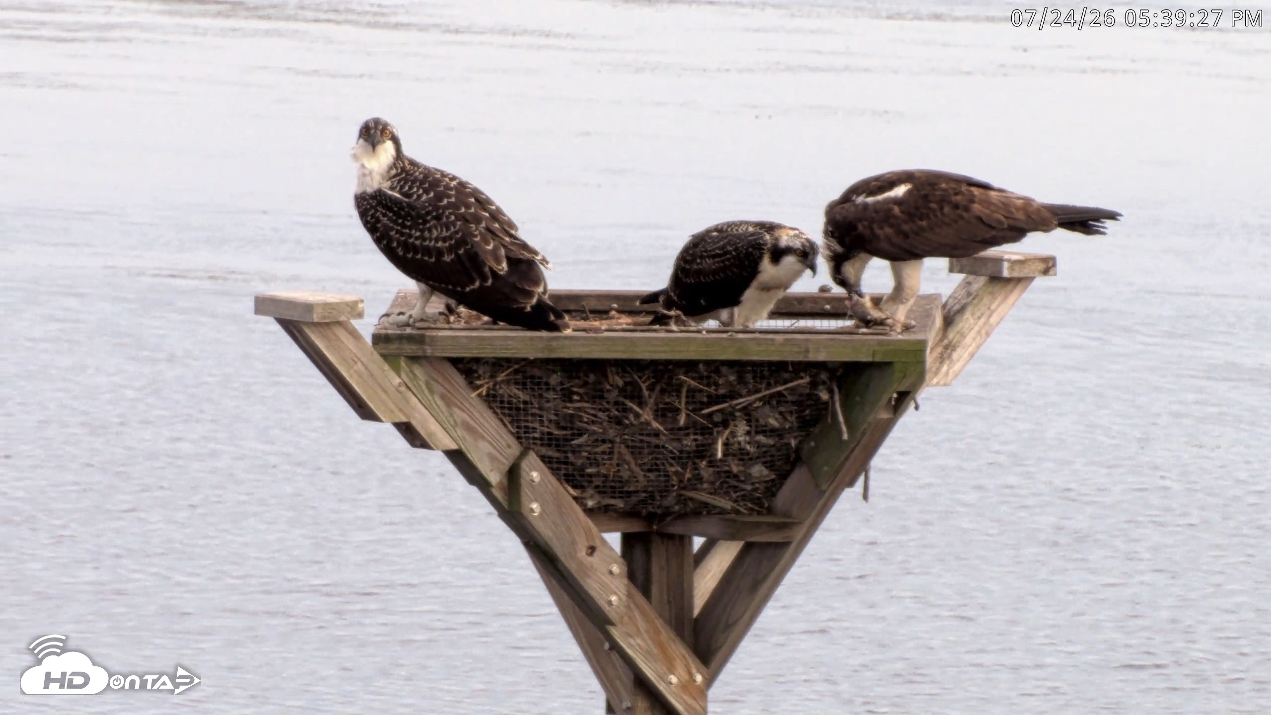 Snapshot of Blackwater Wildlife Refuge Osprey River Platform Live Cam taken Jul 24, 2026, 5:40pm EDT