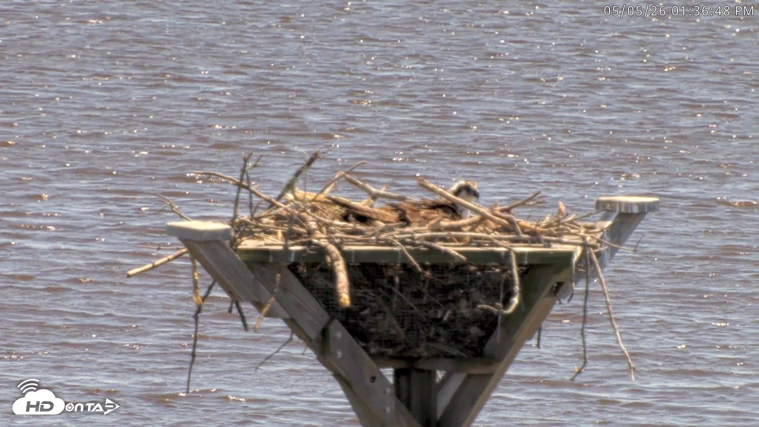 Snapshot of Blackwater Wildlife Refuge Osprey River Platform Live Cam taken May 5, 2026, 1:37pm EDT