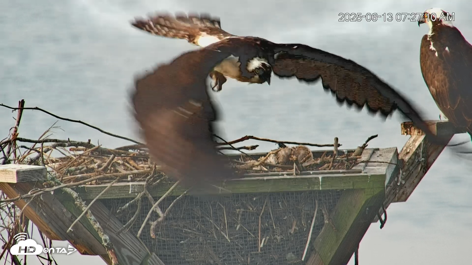 Snapshot of Blackwater Wildlife Refuge Osprey River Platform Live Cam taken Jun 13, 2025, 7:28am EDT