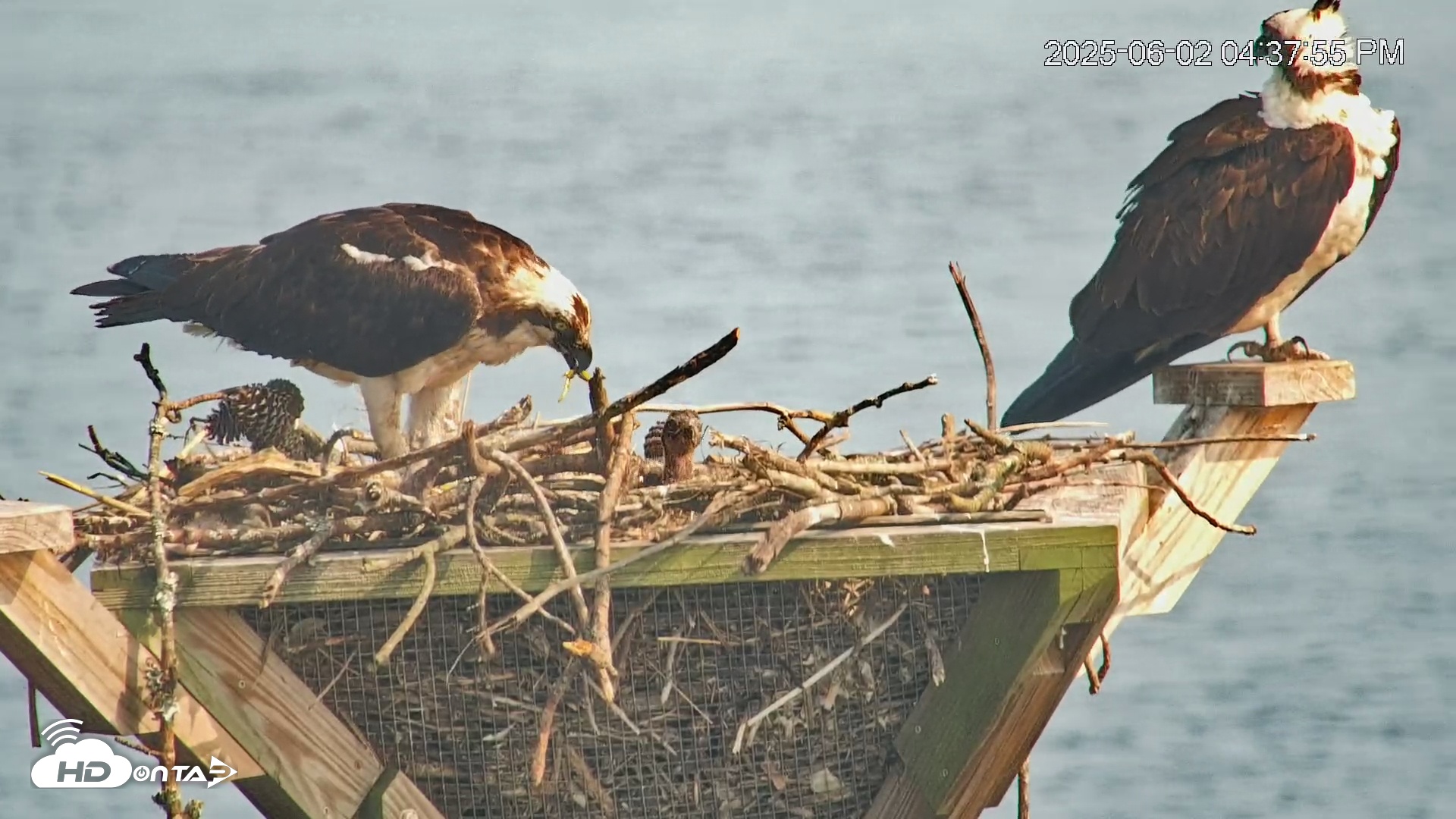 Snapshot of Blackwater Wildlife Refuge Osprey River Platform Live Cam taken Jun 2, 2025, 4:39pm EDT