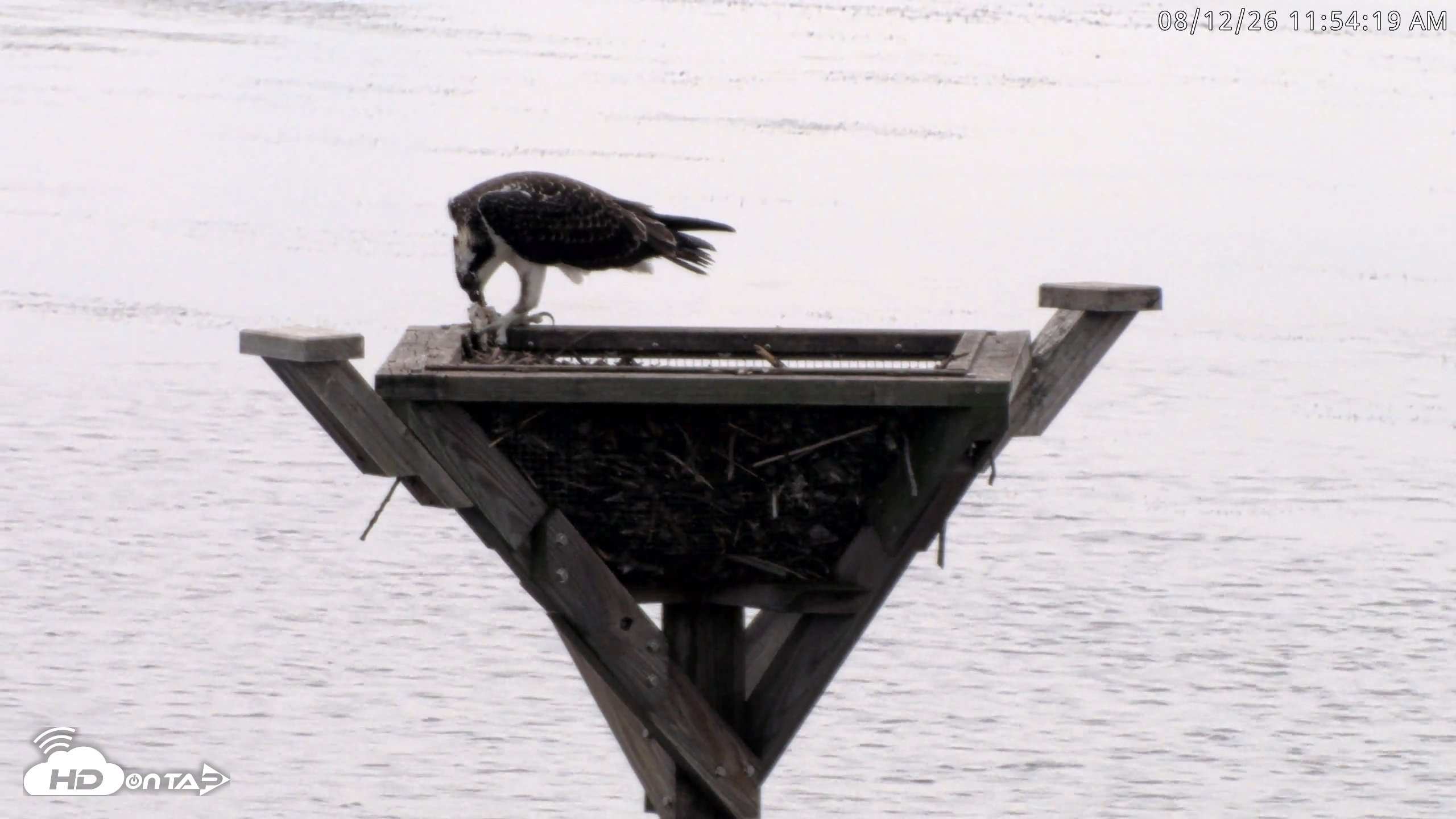 Snapshot of Blackwater Wildlife Refuge Osprey River Platform Live Cam taken Aug 12, 2026, 11:55am EDT