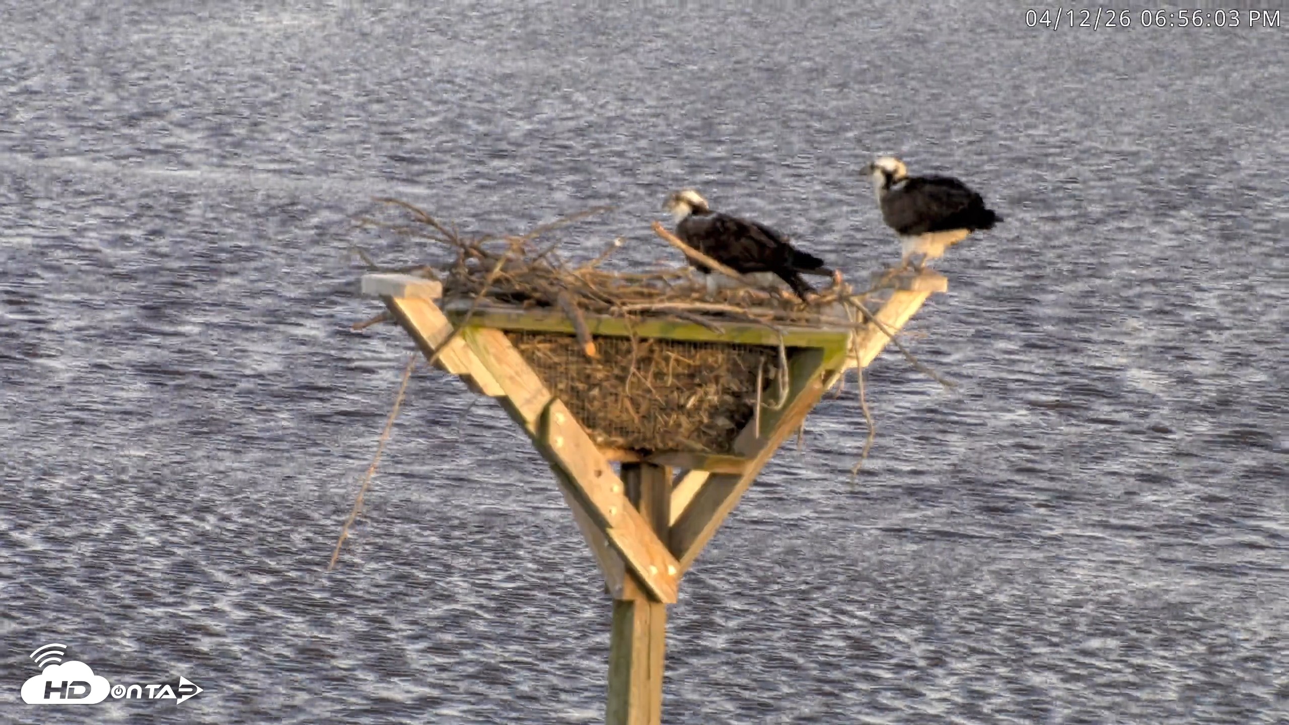 Snapshot of Blackwater Wildlife Refuge Osprey River Platform Live Cam taken Apr 12, 2026, 6:56pm EDT