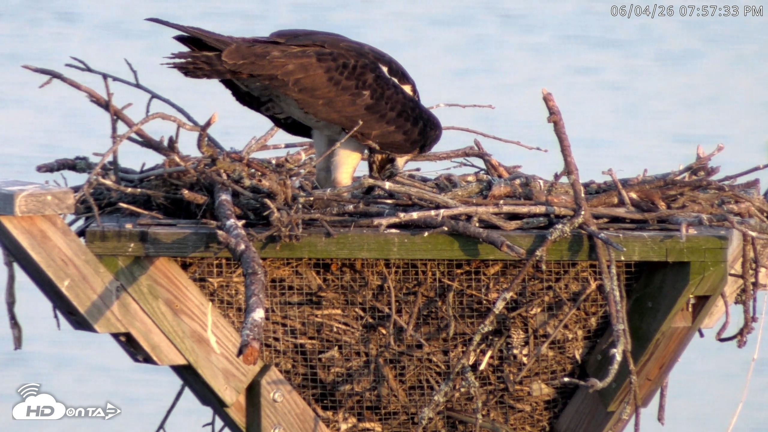 Snapshot of Blackwater Wildlife Refuge Osprey River Platform Live Cam taken Jun 4, 2026, 7:58pm EDT