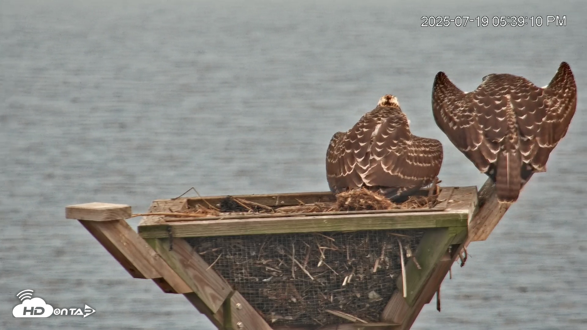 Snapshot of Blackwater Wildlife Refuge Osprey River Platform Live Cam taken Jul 19, 2025, 5:39pm EDT