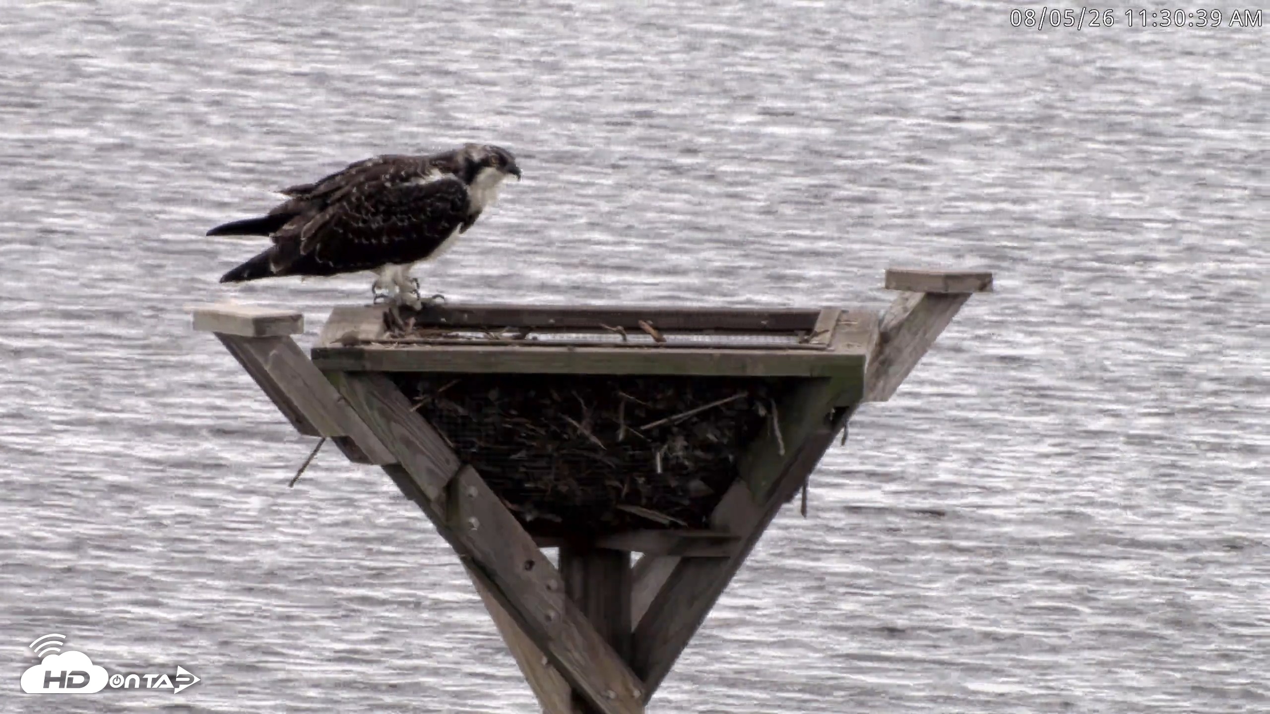 Snapshot of Blackwater Wildlife Refuge Osprey River Platform Live Cam taken Aug 5, 2026, 11:31am EDT